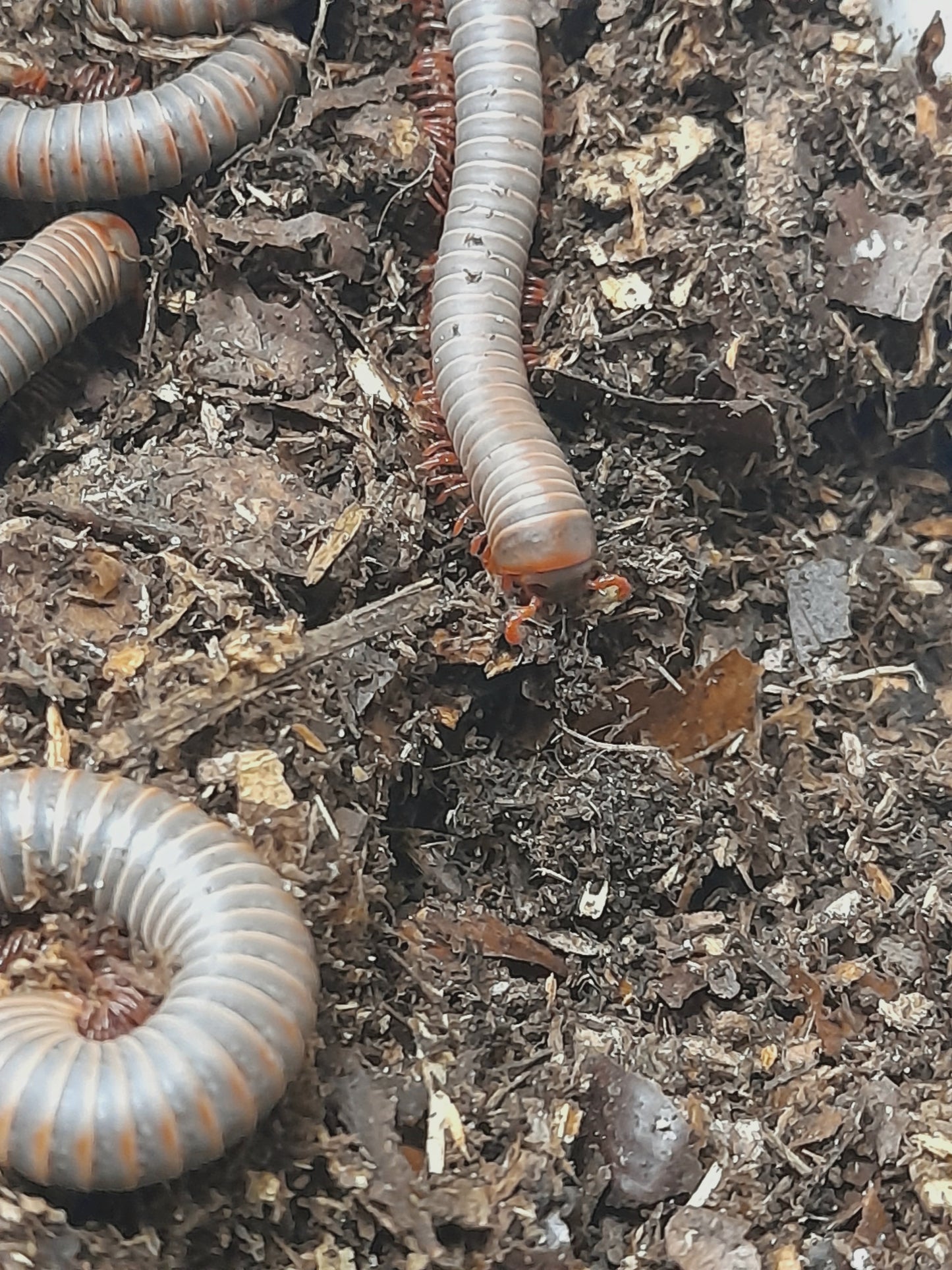 Atopochetus sp " Orange Dot"