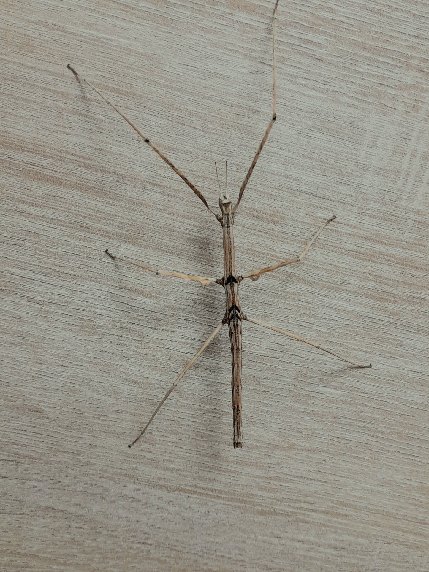 Parapachymorpha Zomproi Lots de 4
