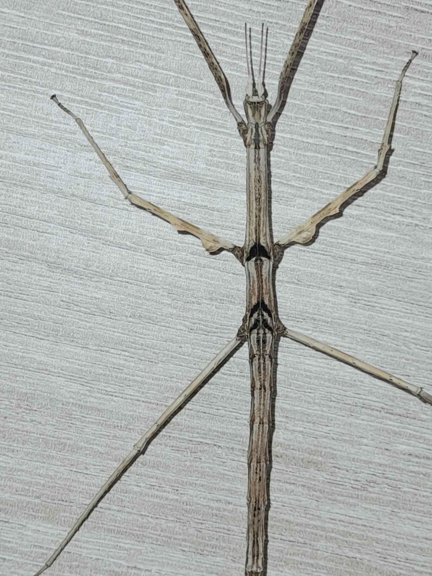 Parapachymorpha Zomproi Lots de 4