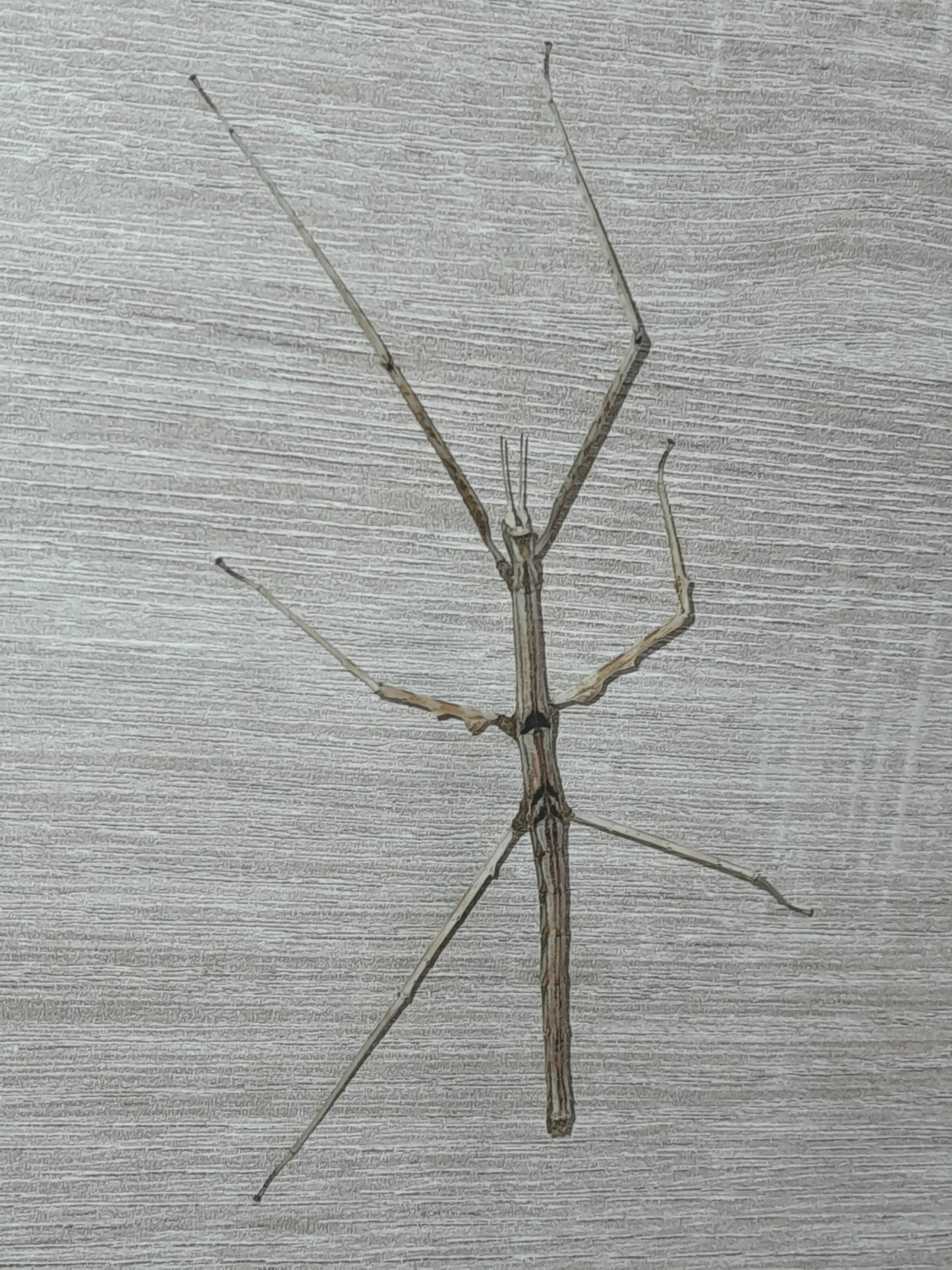 Parapachymorpha Zomproi Lots de 4