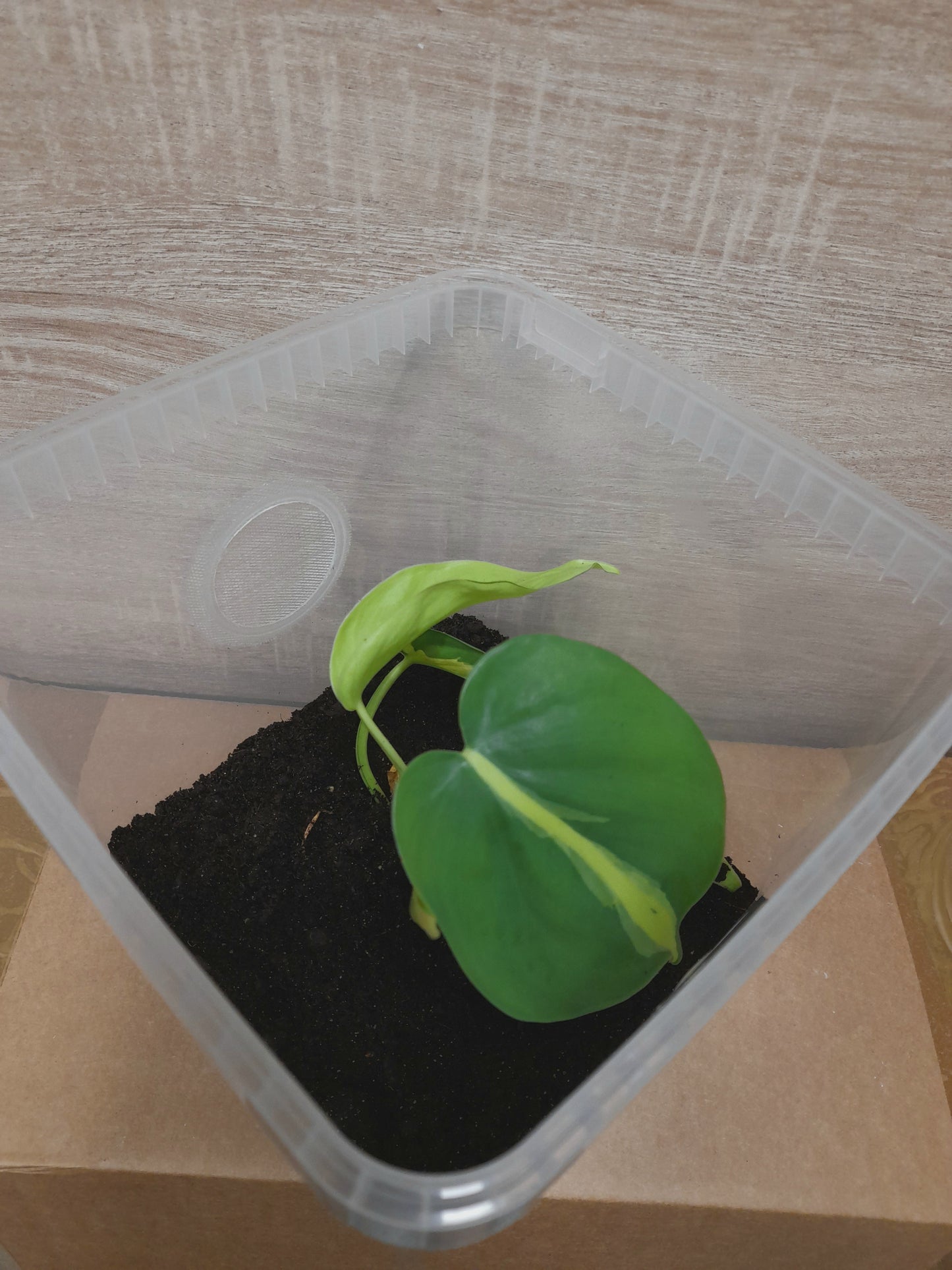Kit 15×15×19cm