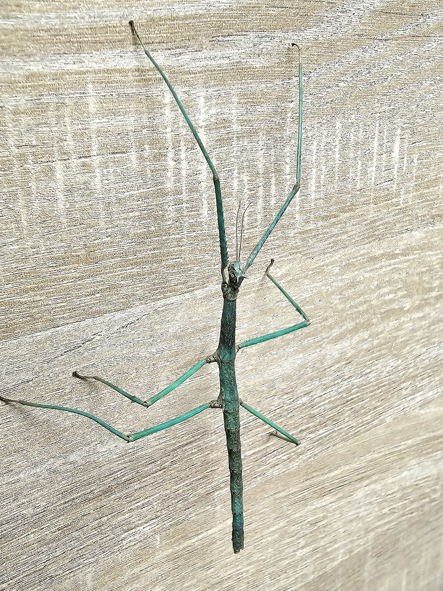 Medauroidea extradentata bleu