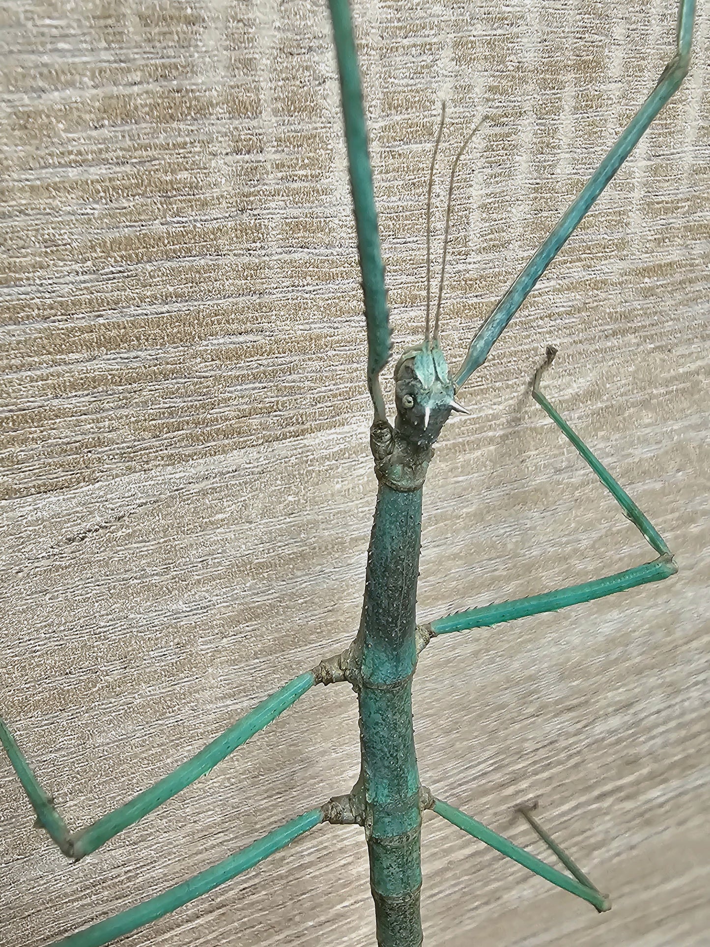 Medauroidea extradentata bleu