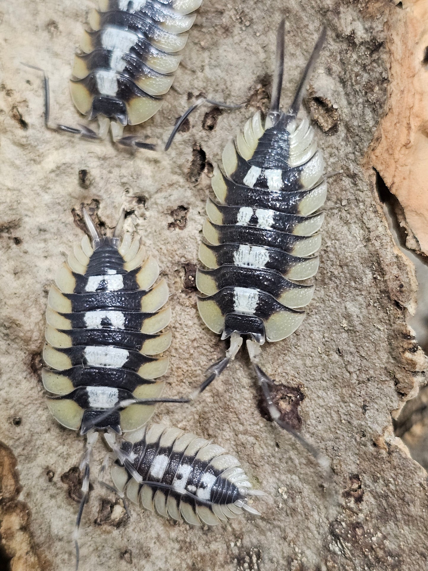 Porcellio expansus "Orange La Senia" Lots de 5