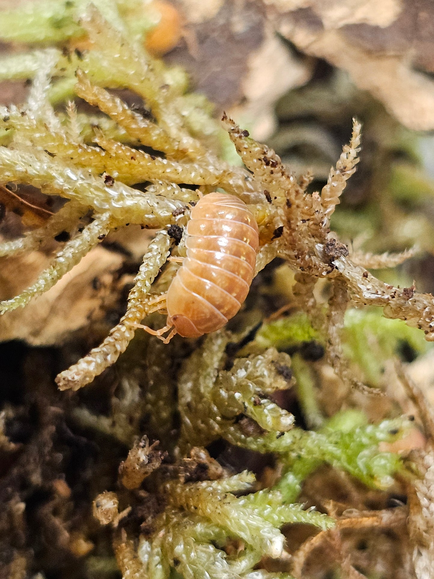 Armadillidium vulgare red Lots de 10