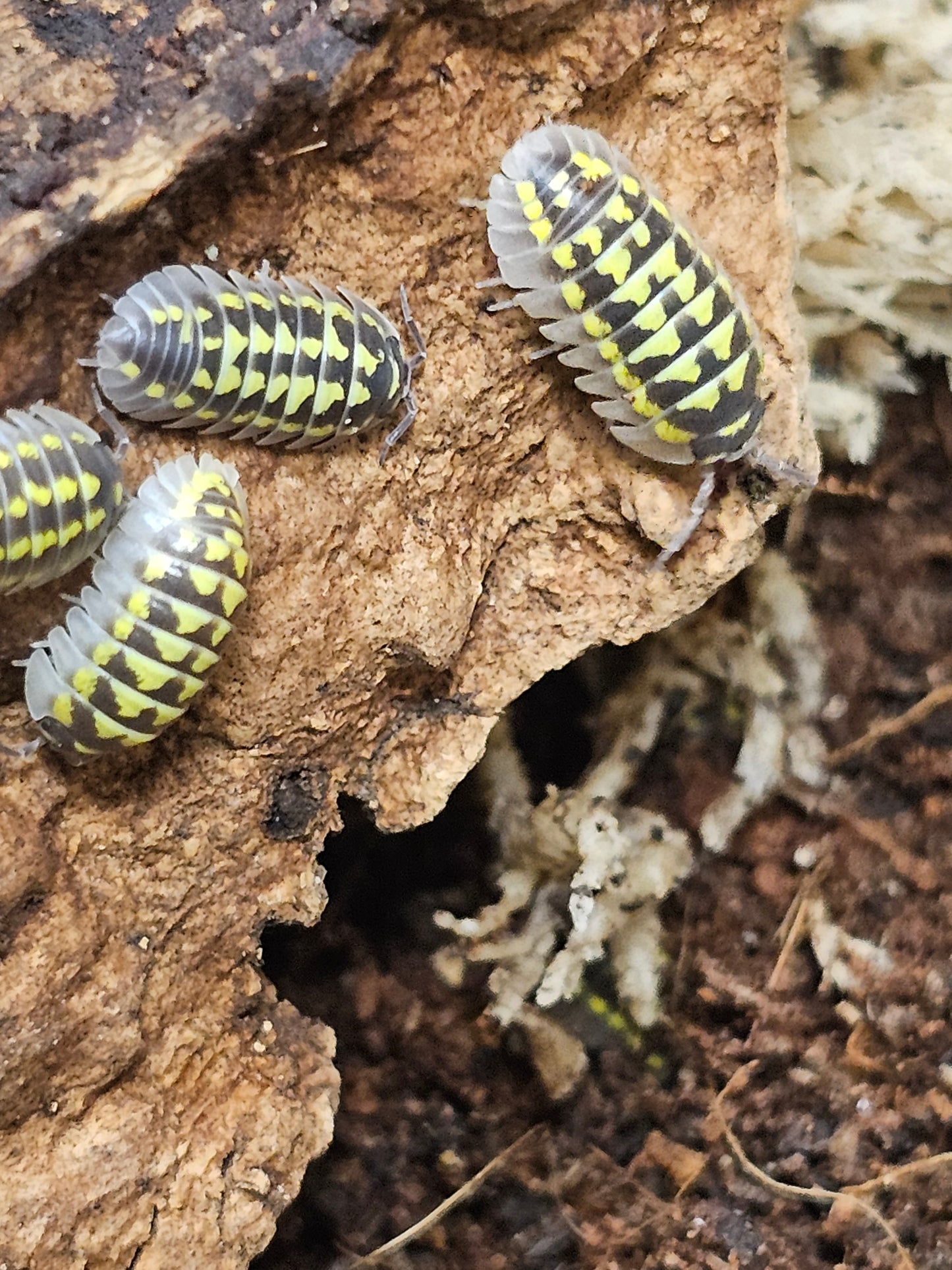 Armadillidium gestroi Lots de 10