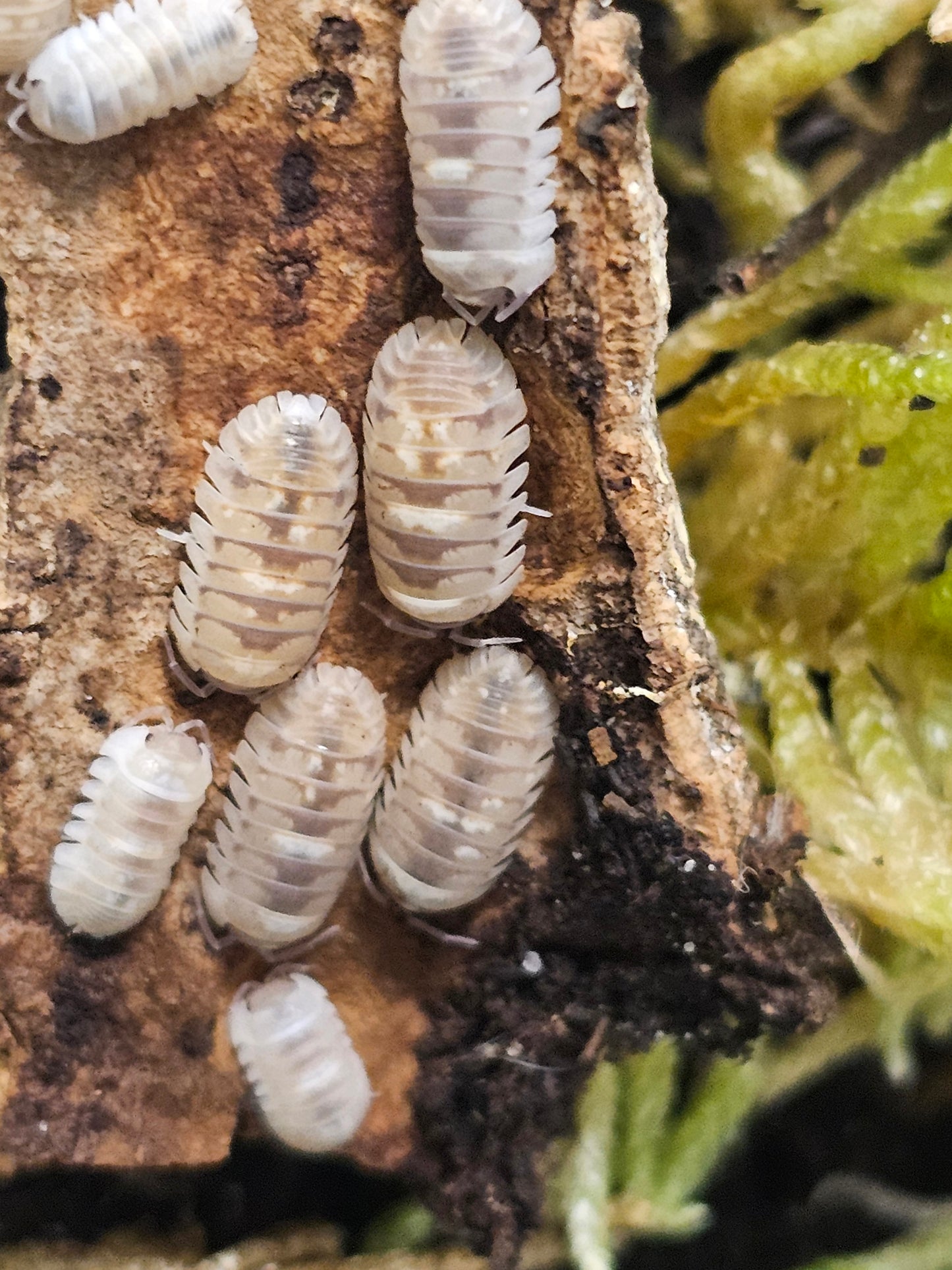 Armadillidium espanyoli marbleized Lots de 5