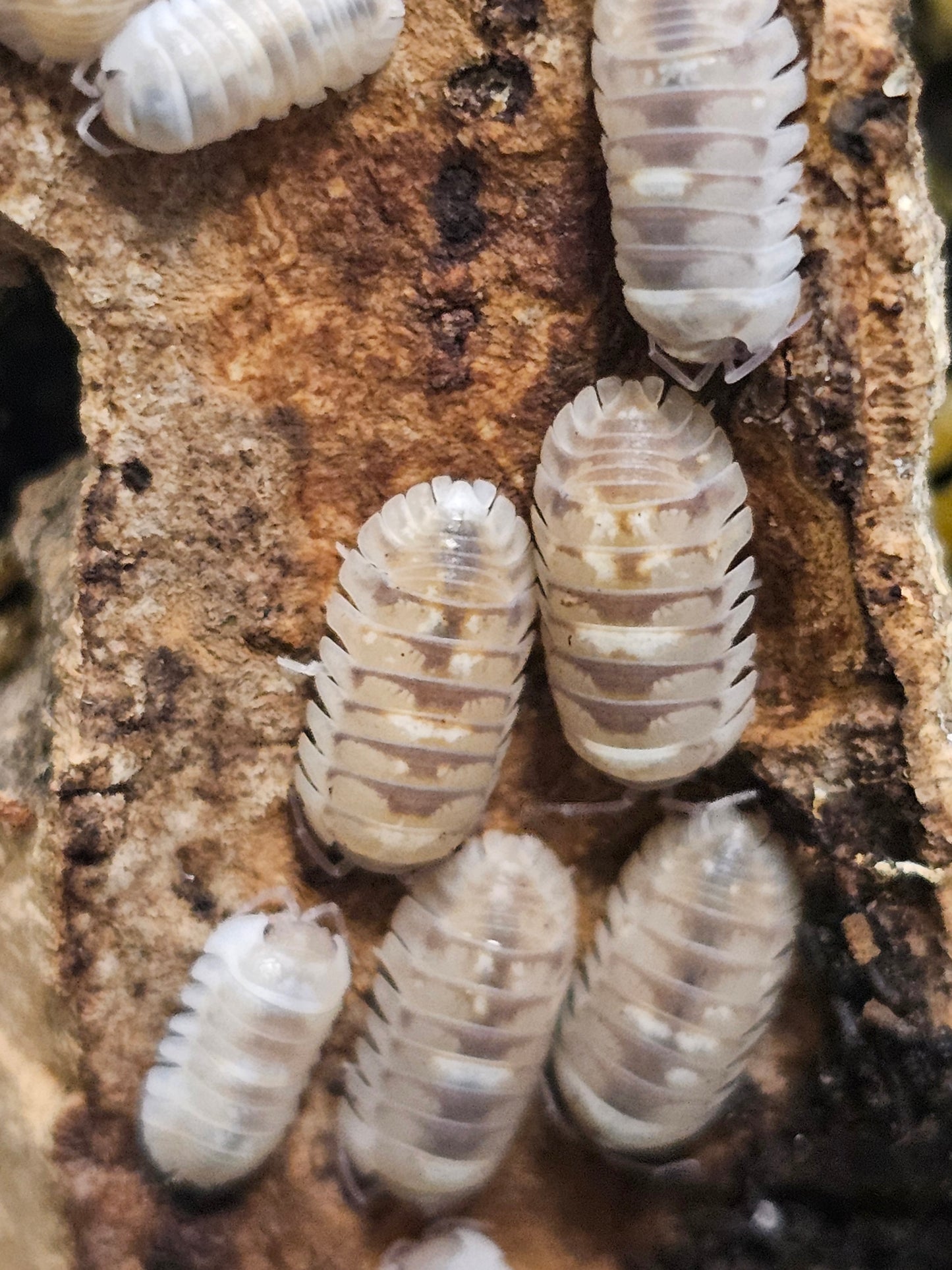 Armadillidium espanyoli marbleized Lots de 5