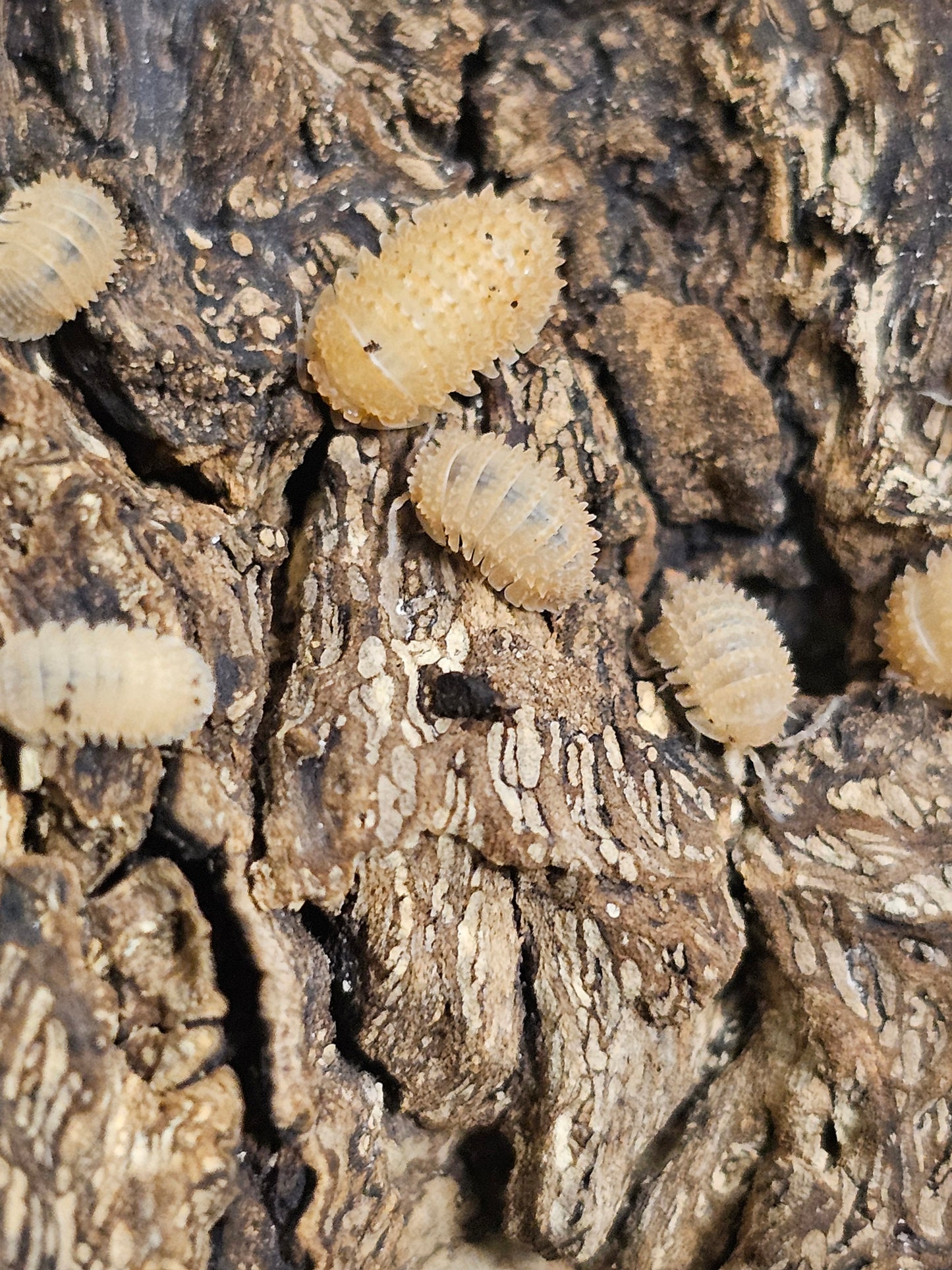 Cristarmadillidium muricatum Lots de 10