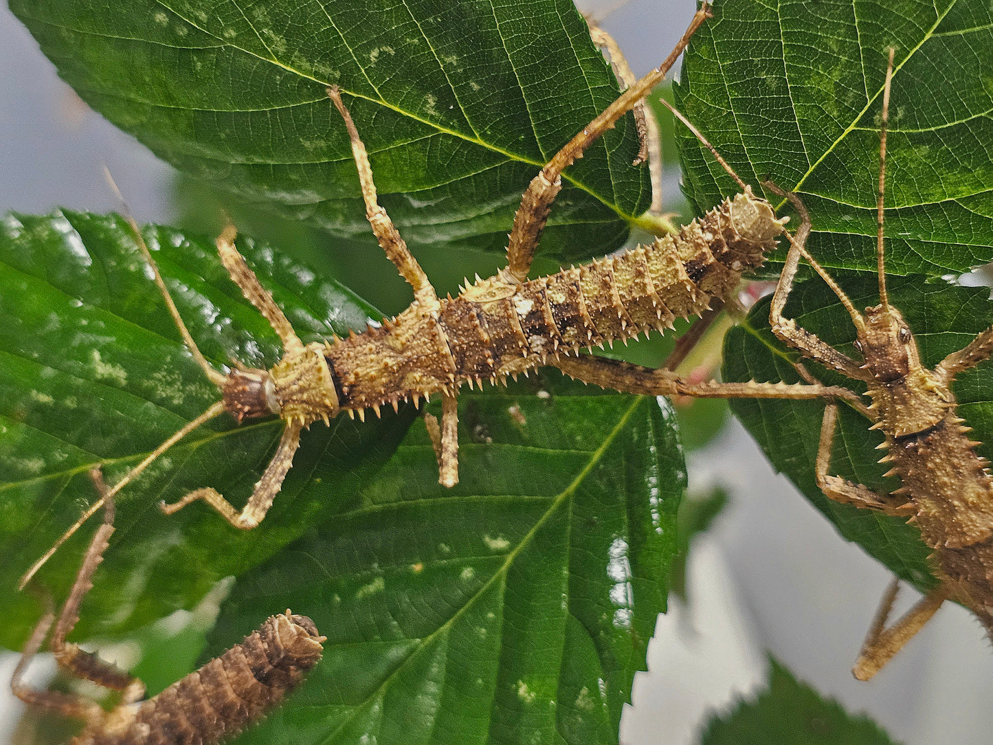 Eurycantha horrida Lots de 4