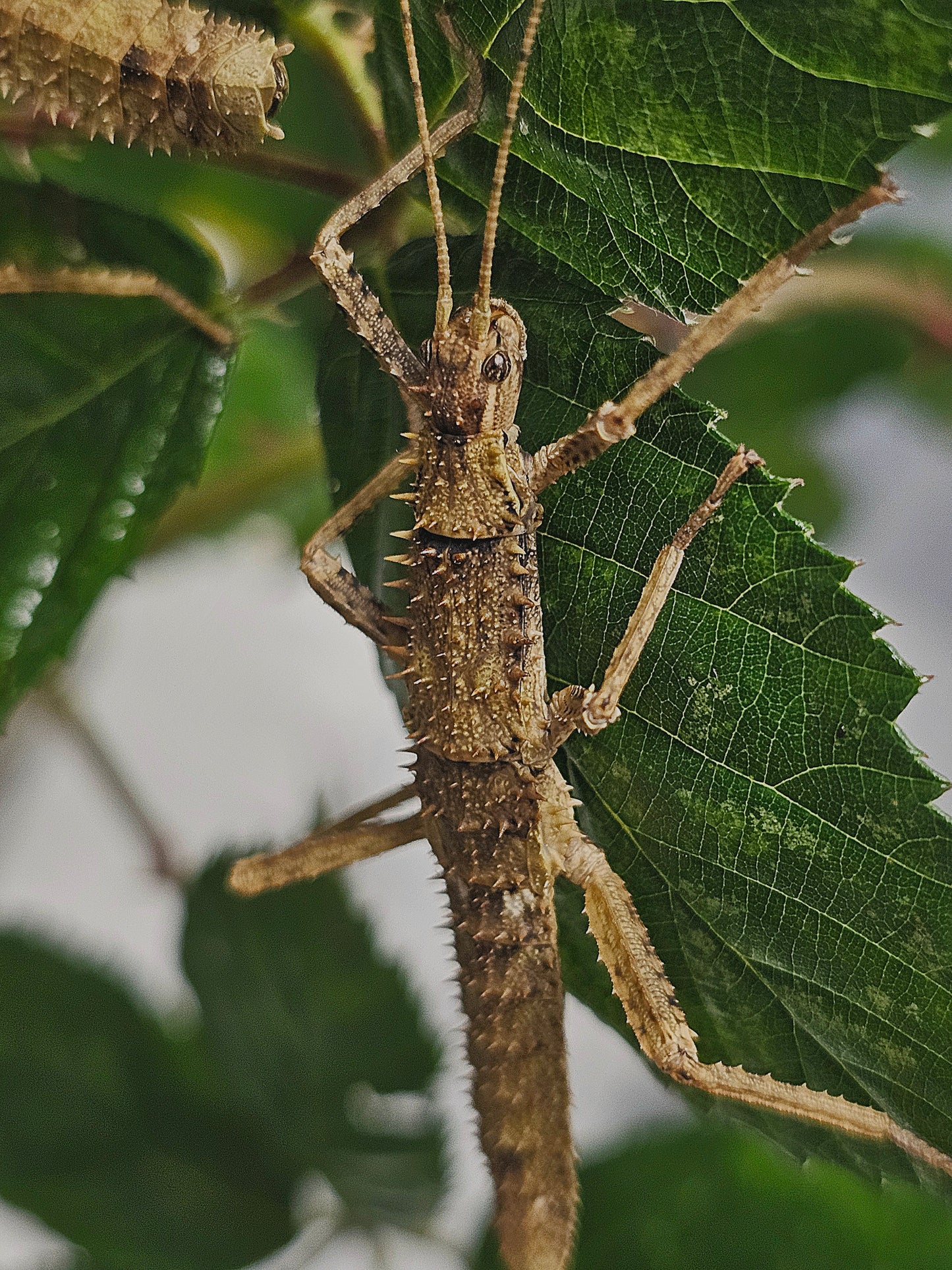 Eurycantha horrida Lots de 4
