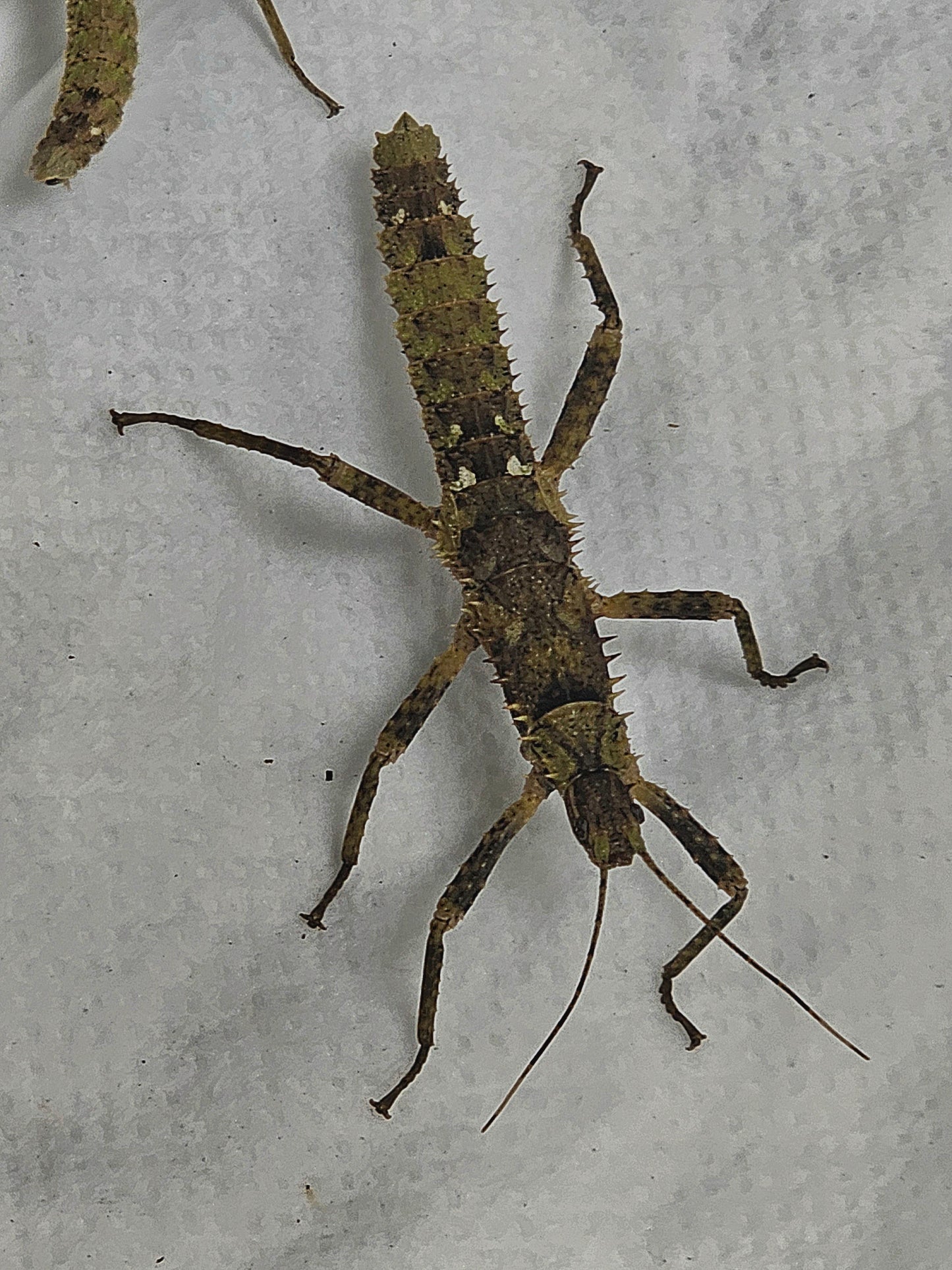 Eurycantha horrida Lots de 4