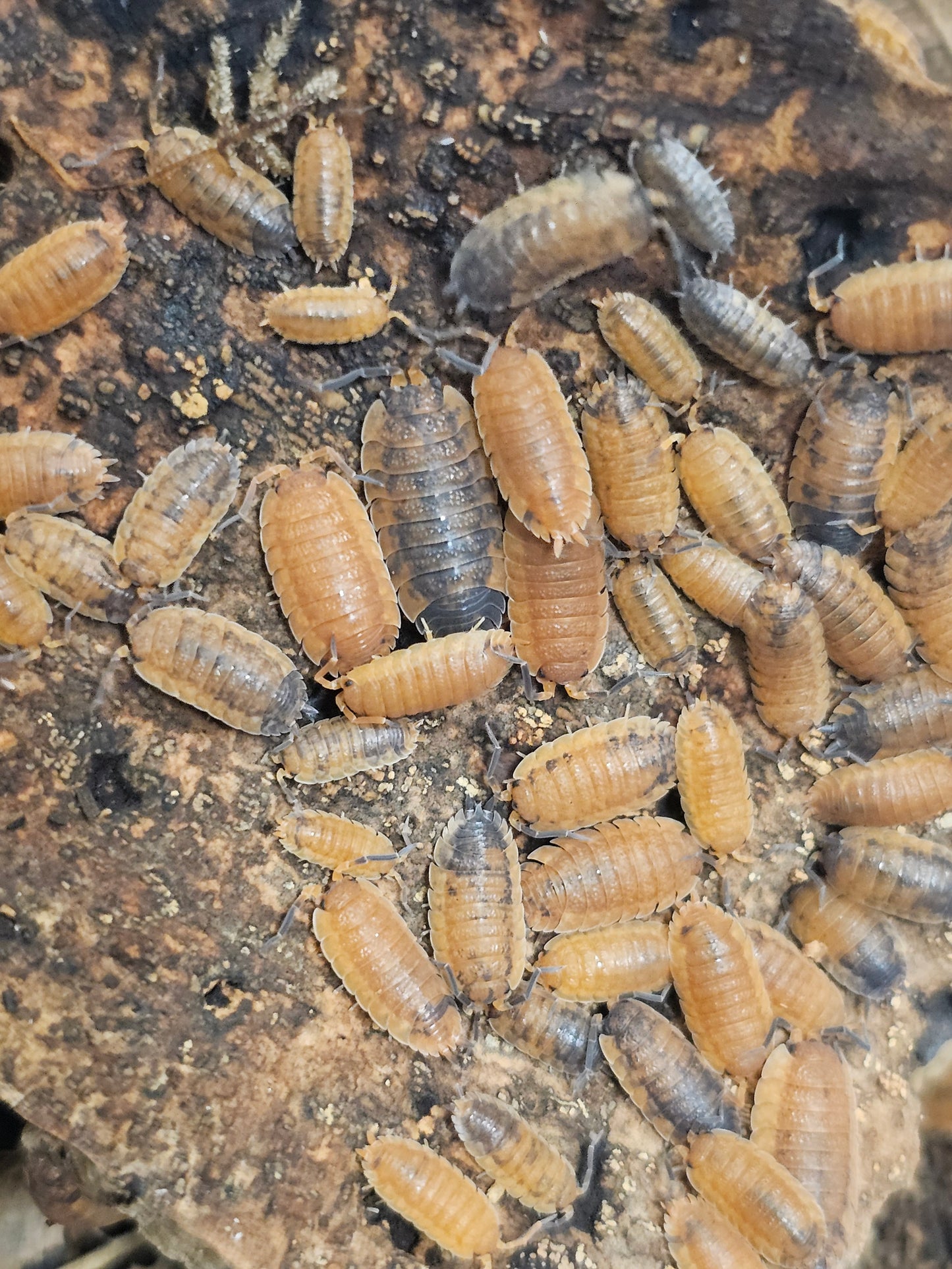Porcellio scaber Lava Lots de 10