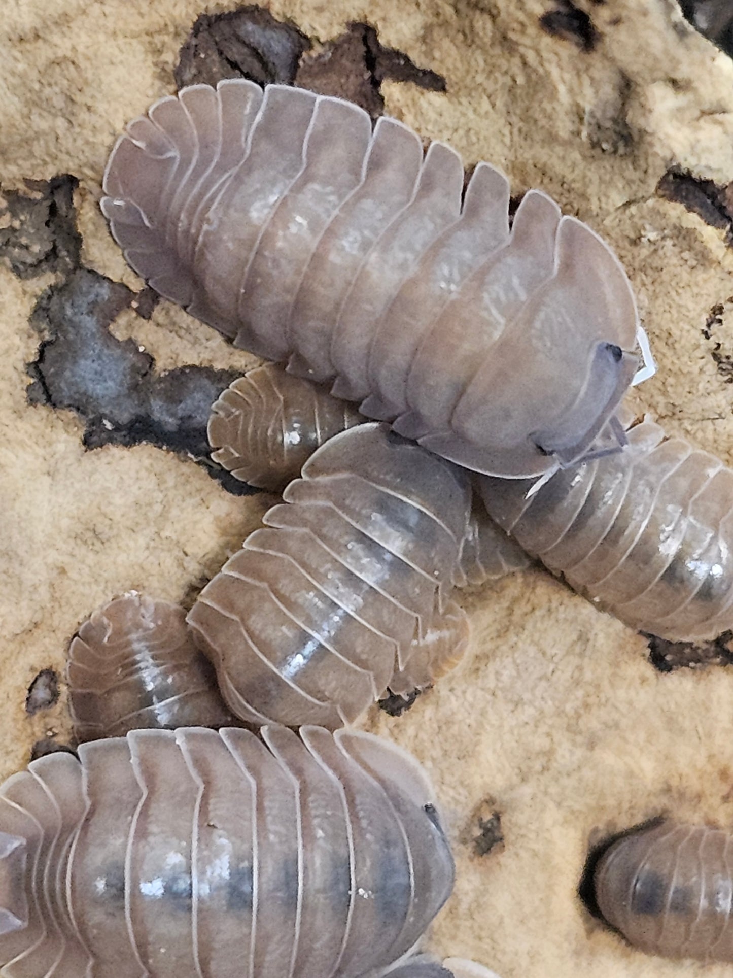 Cubaris salmon Lots de 5.