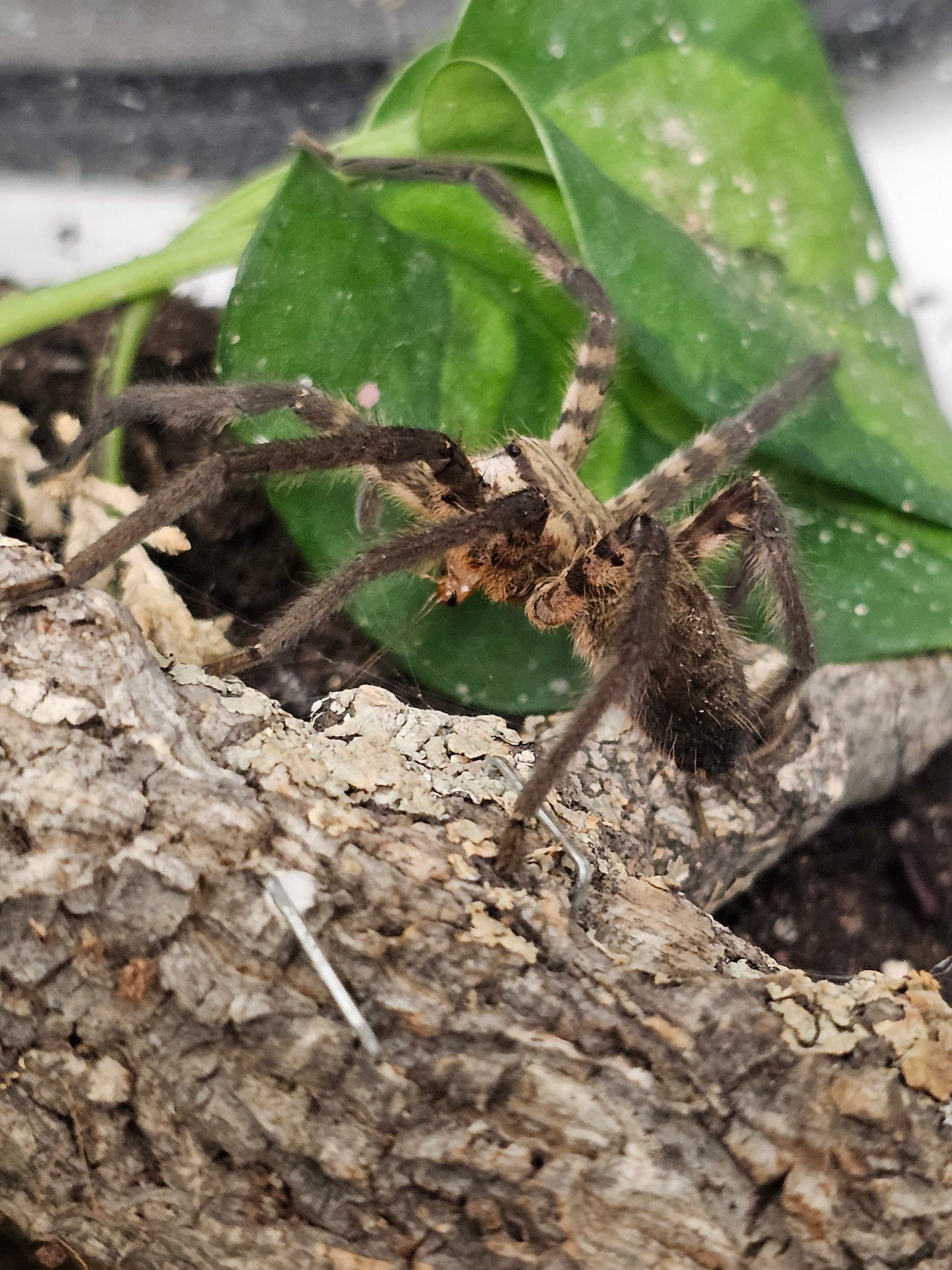 Cupiennius salei