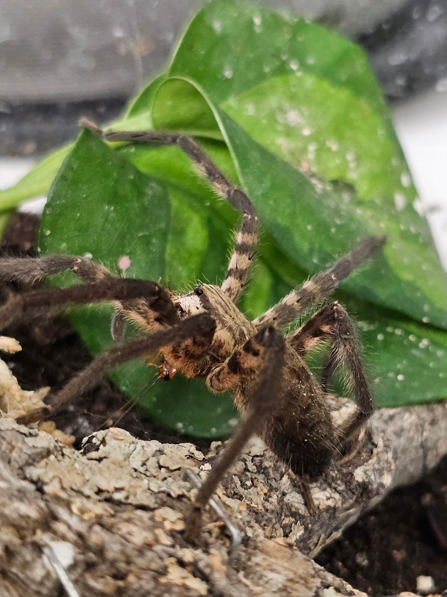 Cupiennius salei
