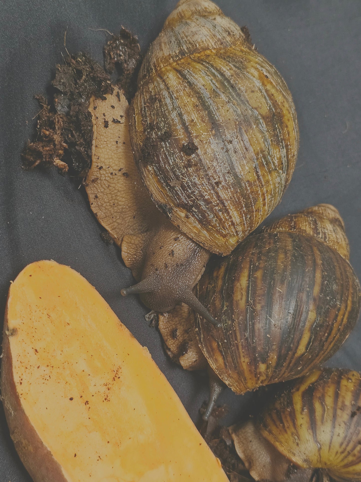 Archachatina marginata ovum