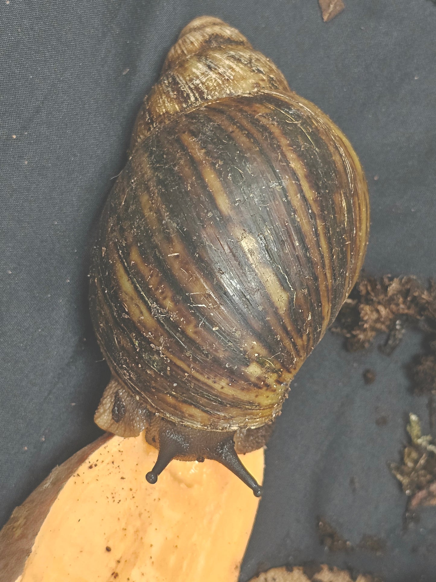 Archachatina marginata ovum