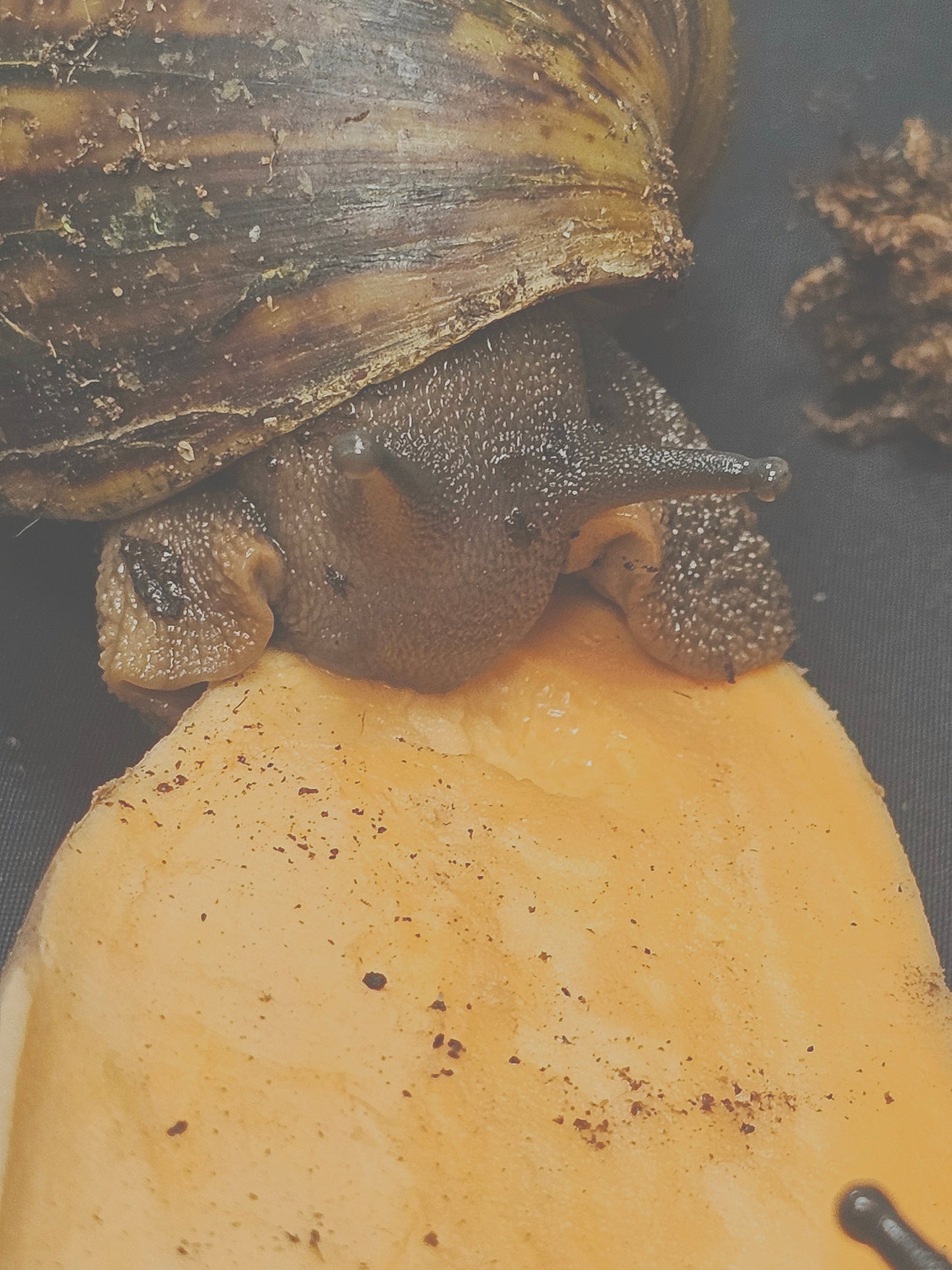 Archachatina marginata ovum