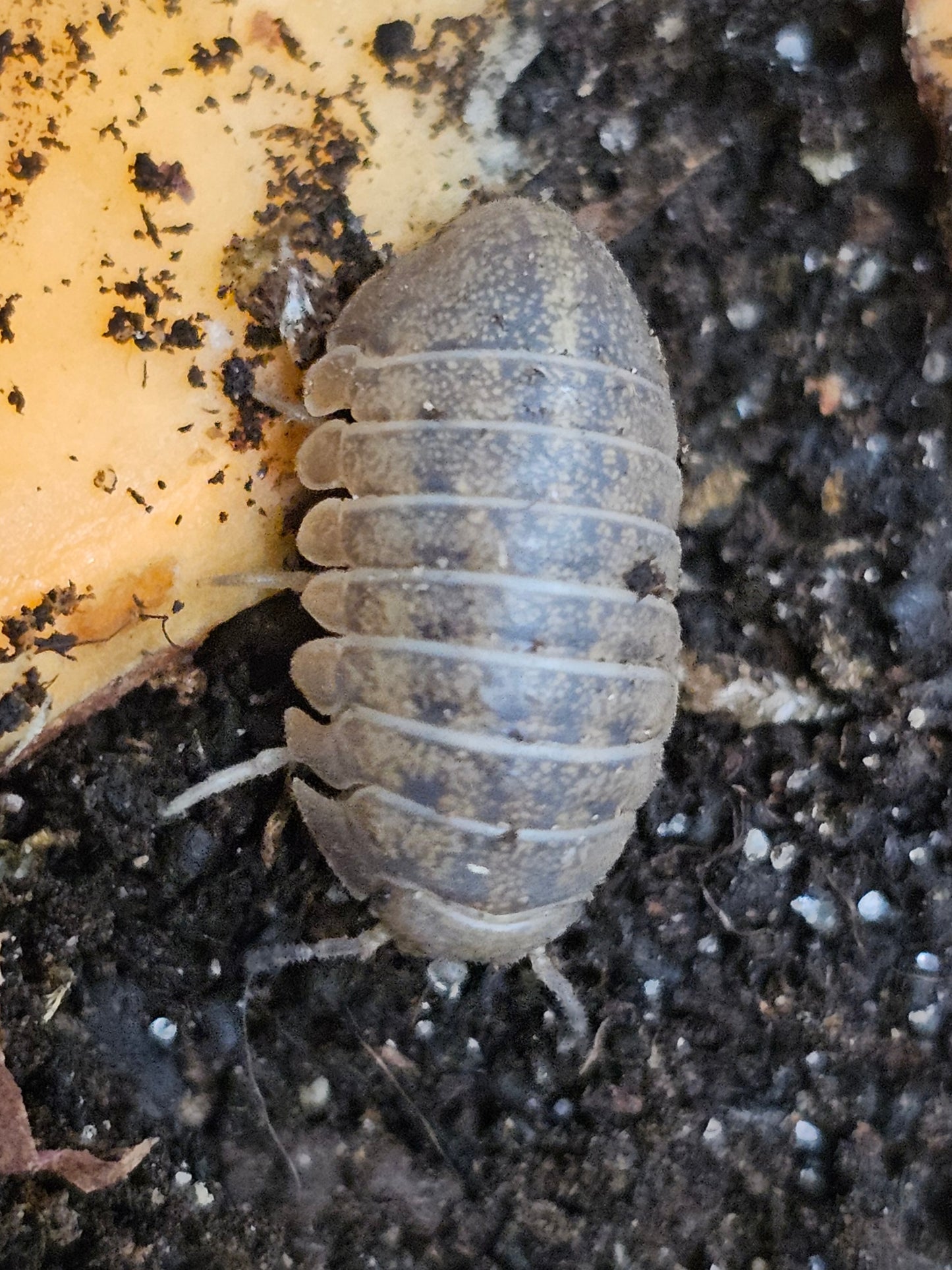 Helleria brevicornis