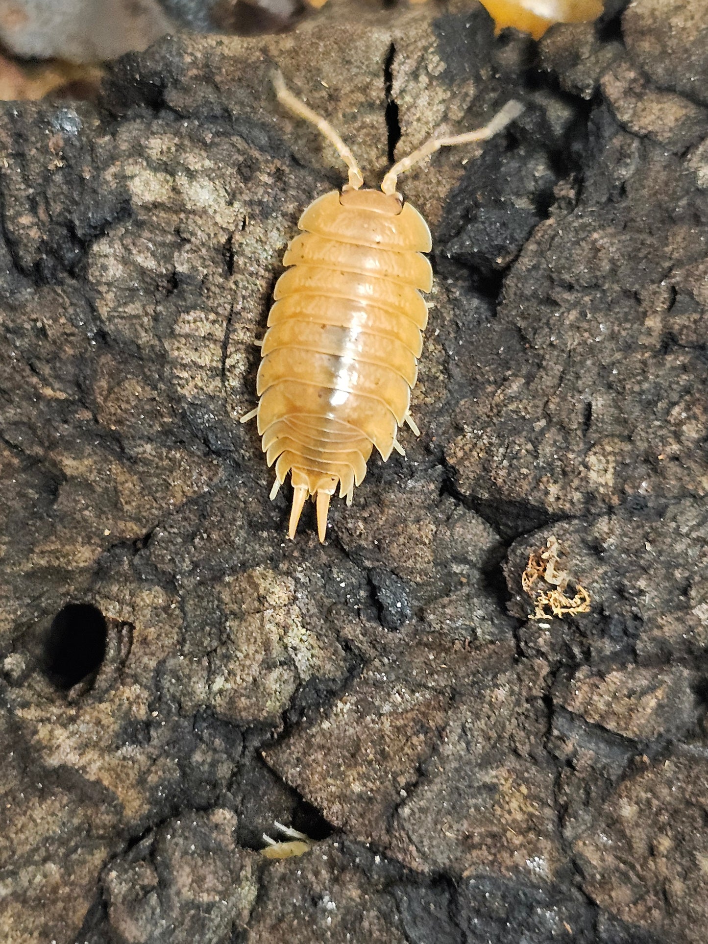 Porcellio laevis "Orange" Lots de 10