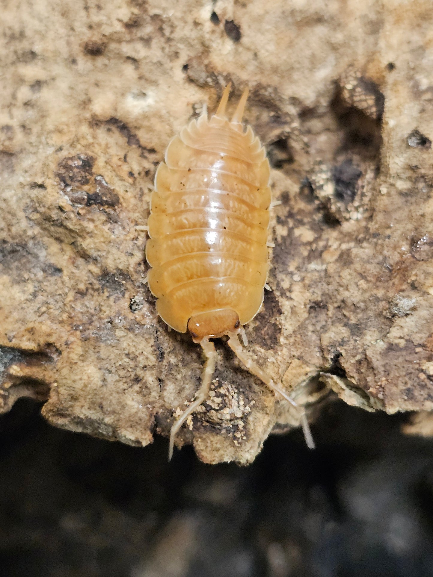 Porcellio laevis "Orange" Lots de 10