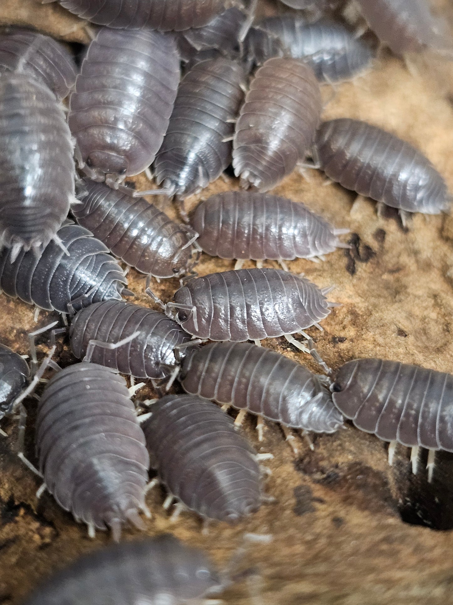 Porcellio laevis Black Lots de 10
