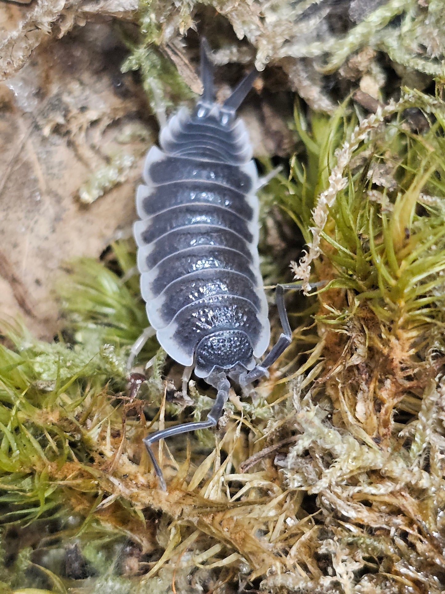Porcellio hoffmannseggi Lots de 5
