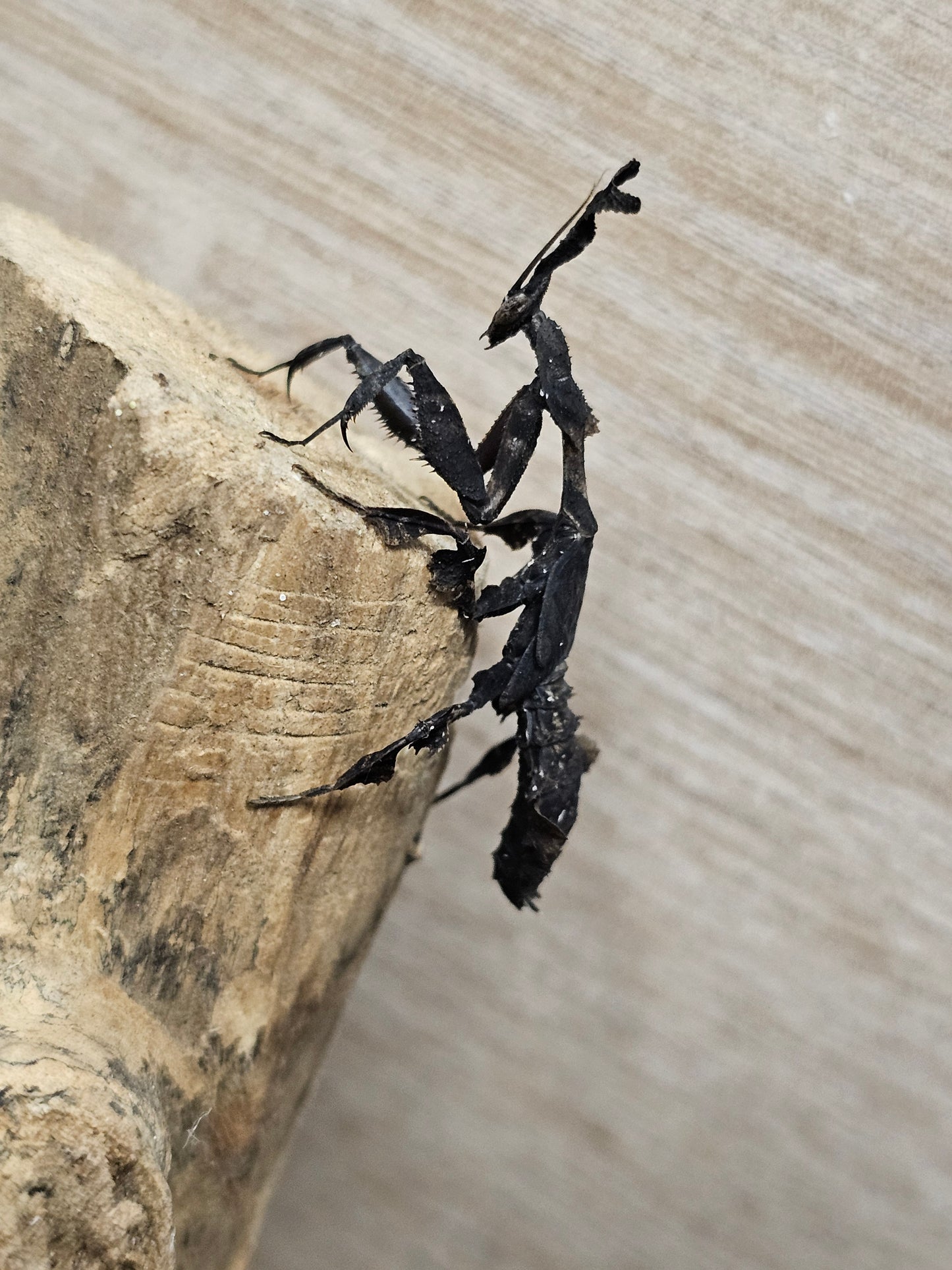 Phyllocrania paradoxa