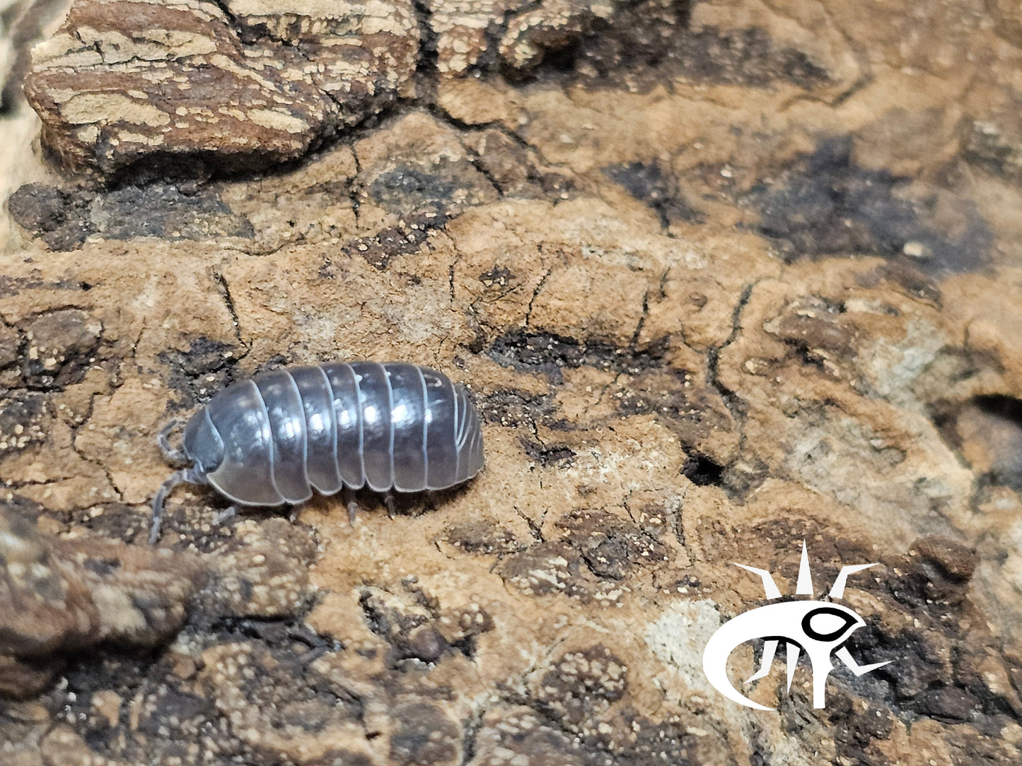 Armadillidium Santa Lucia