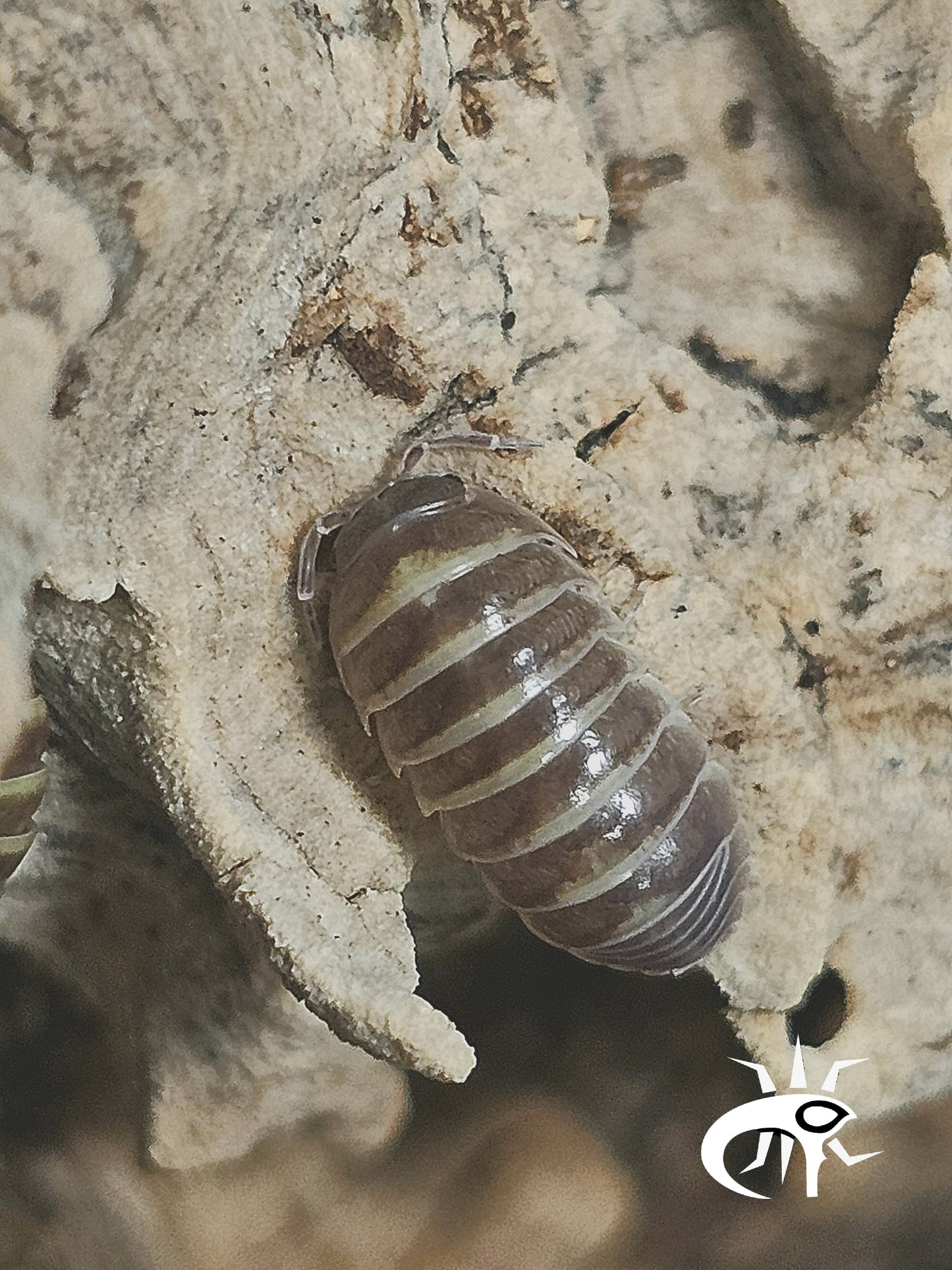 Armadillidium Casteldaccia Lots de 10
