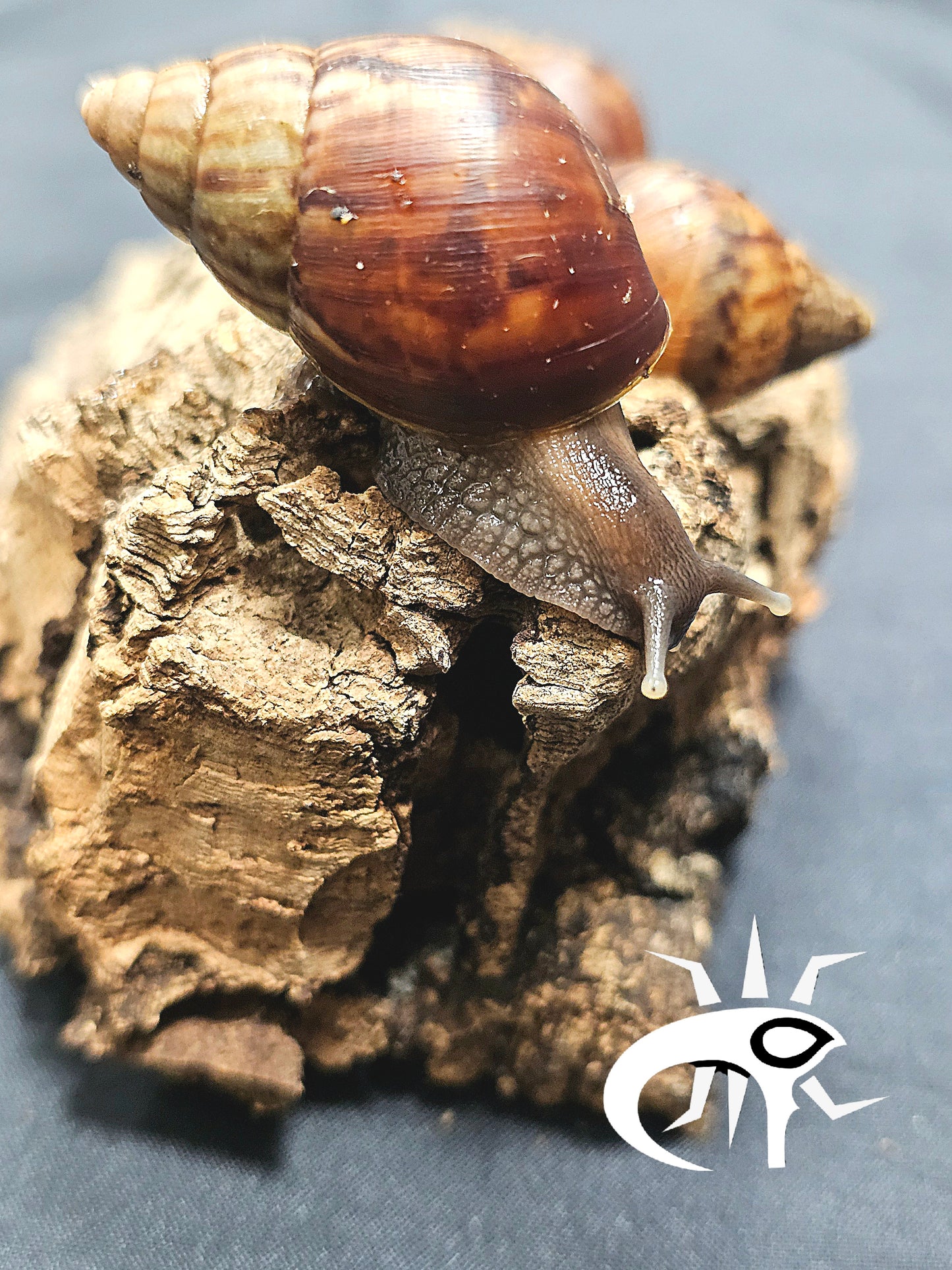 Lissachatina fulica Classique