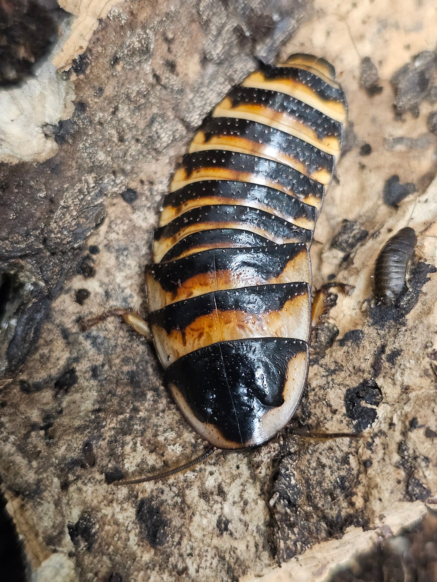 Elliptorhina javanica Lots de 5