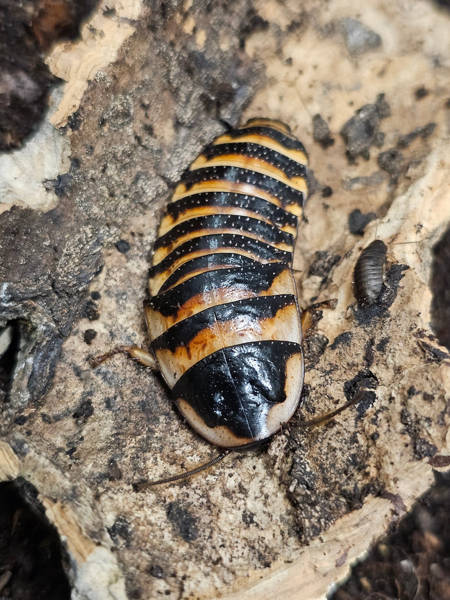 Elliptorhina javanica Lots de 5