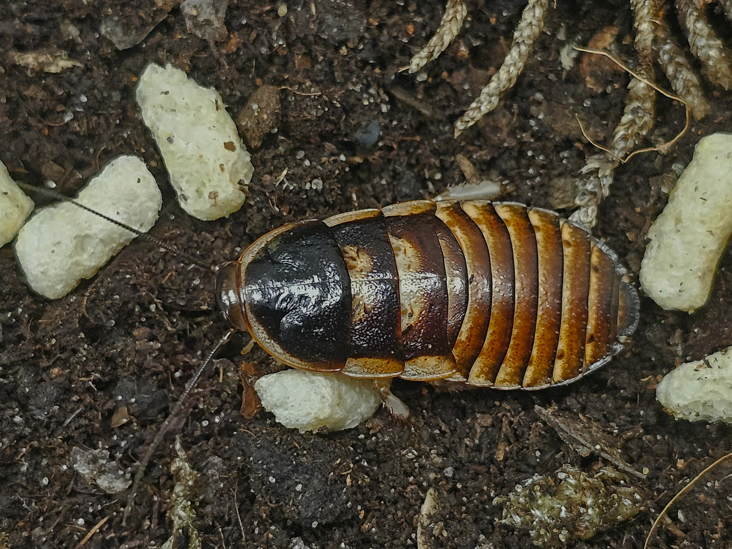 Elliptorhina chopardi lots de 5