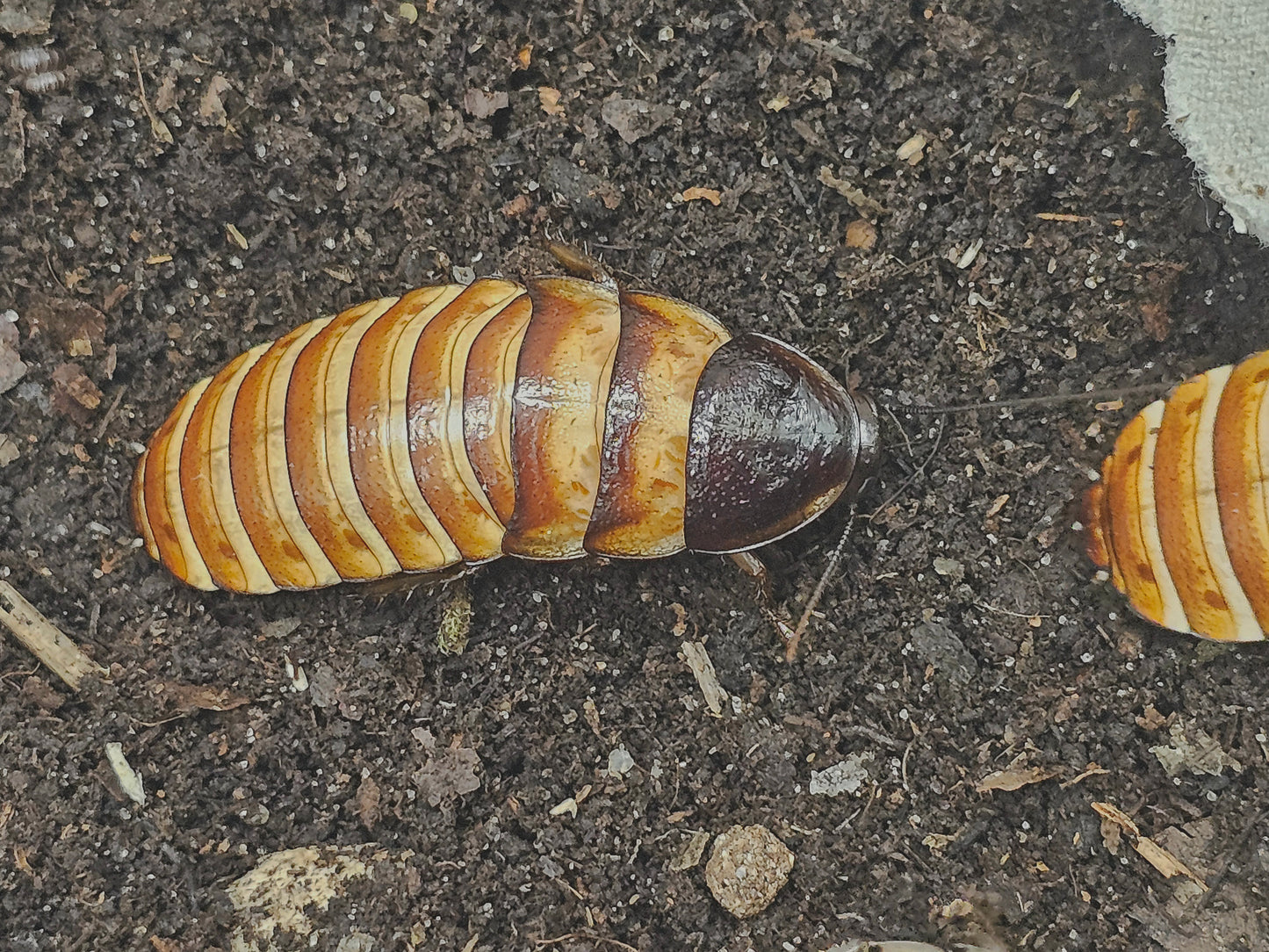 Elliptorhina chopardi lots de 5
