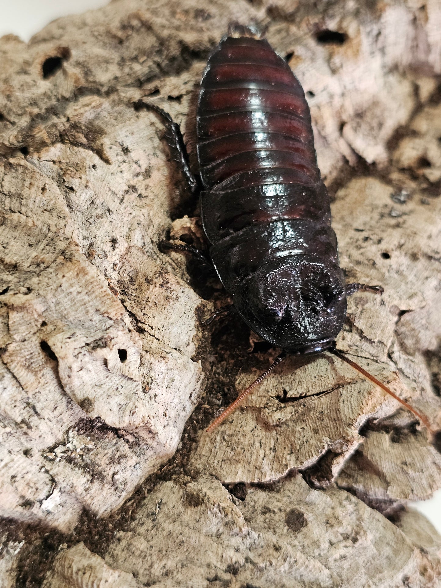 Gromphadorhina oblogonata Lots de 5