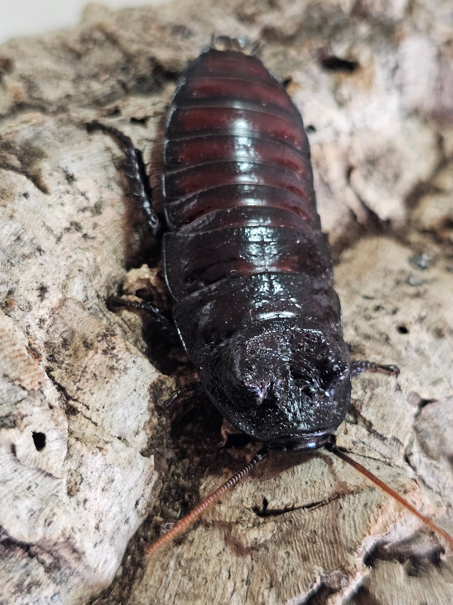 Gromphadorhina oblogonata Lots de 5