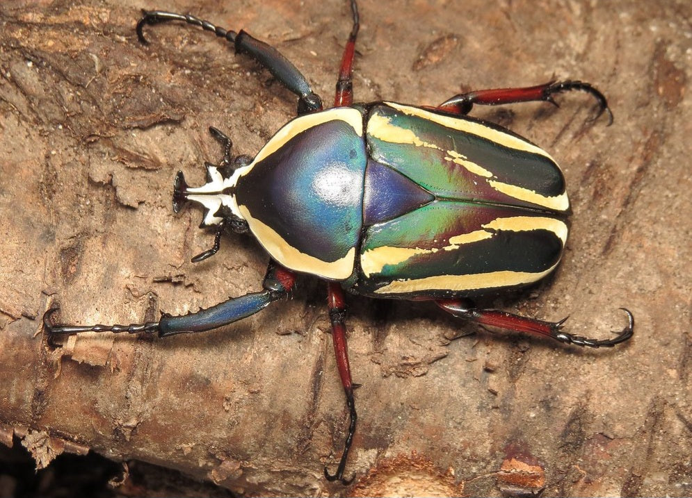 Dicronorhina derbyana conradsi