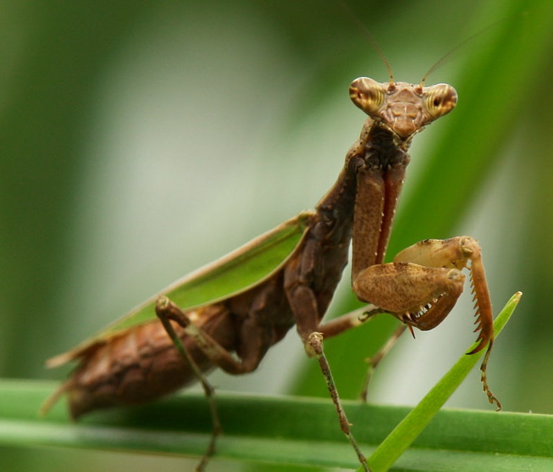 Acromantis japonica