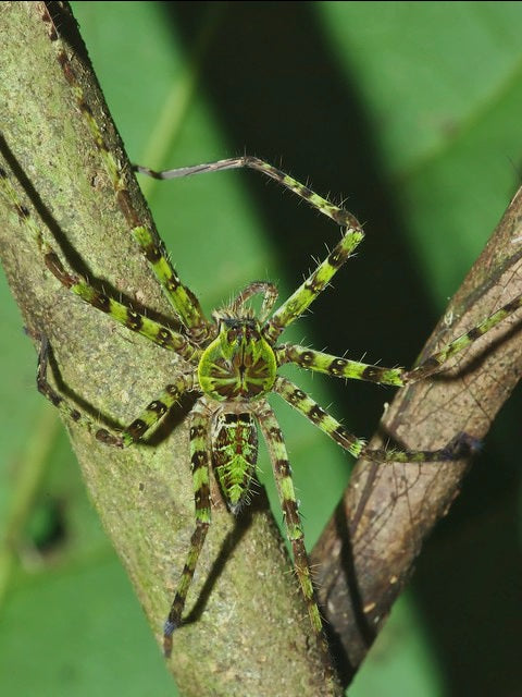 Heteropoda boiei