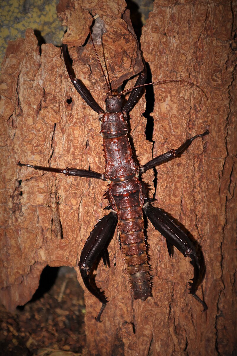Eurycantha Calcarata lots de 4