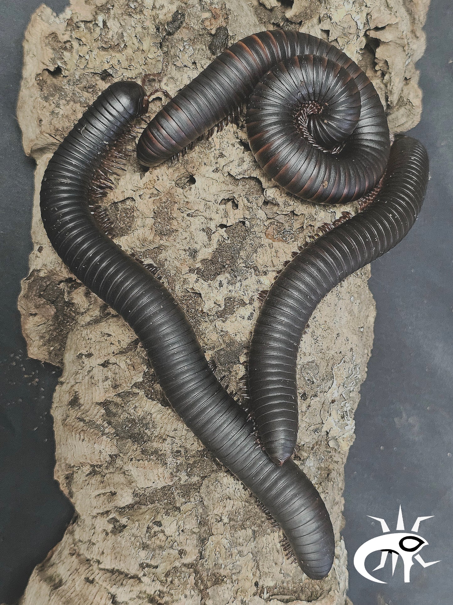 Archispirostreptus gigas