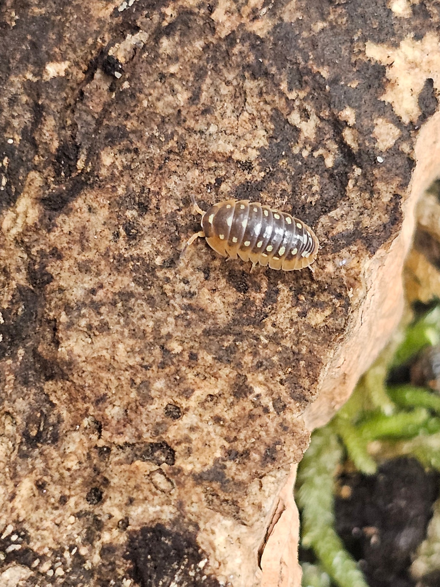 Armadillidium cetinjense