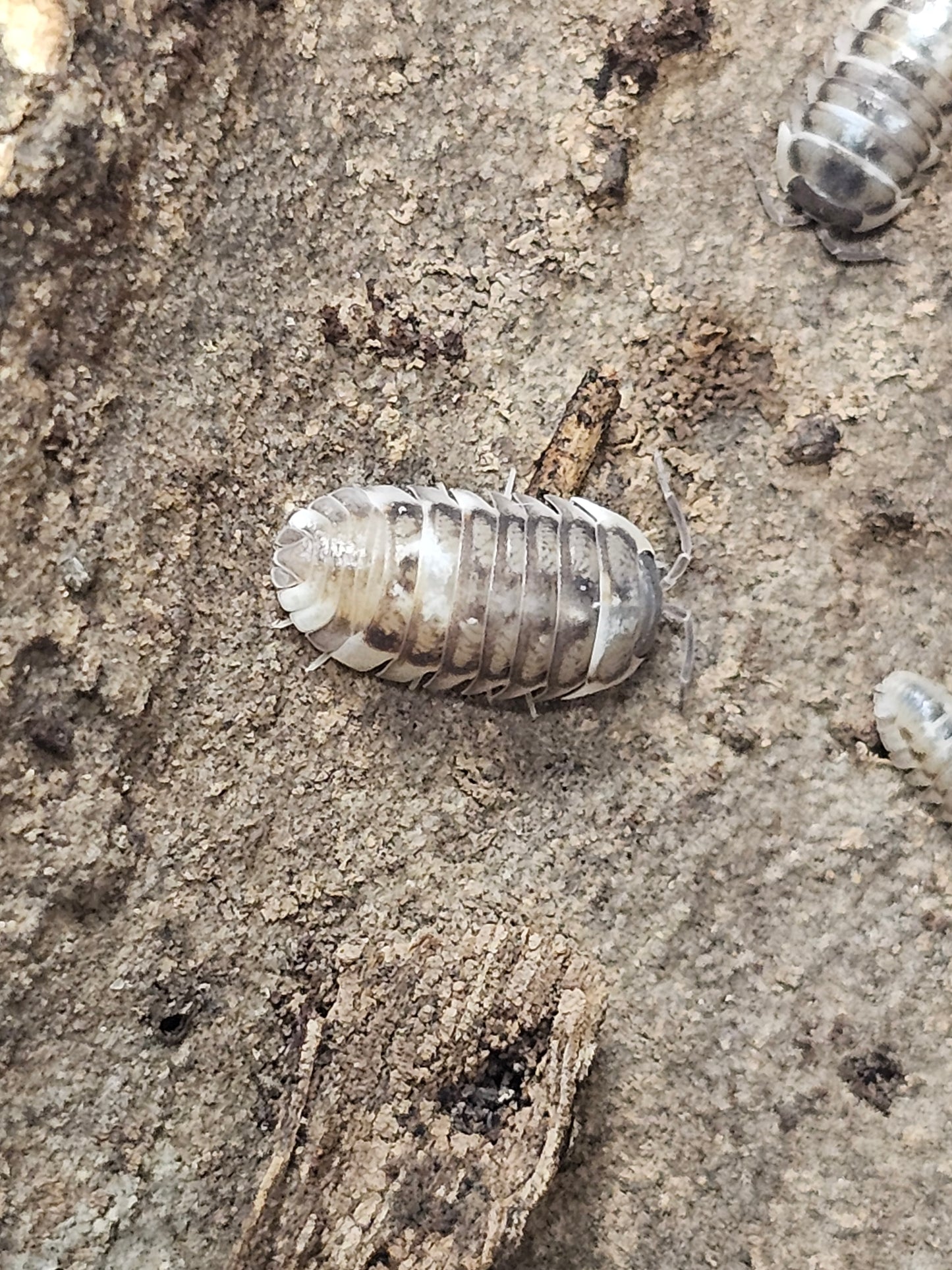 Armadillidium corcyraeum silver Lots de 10