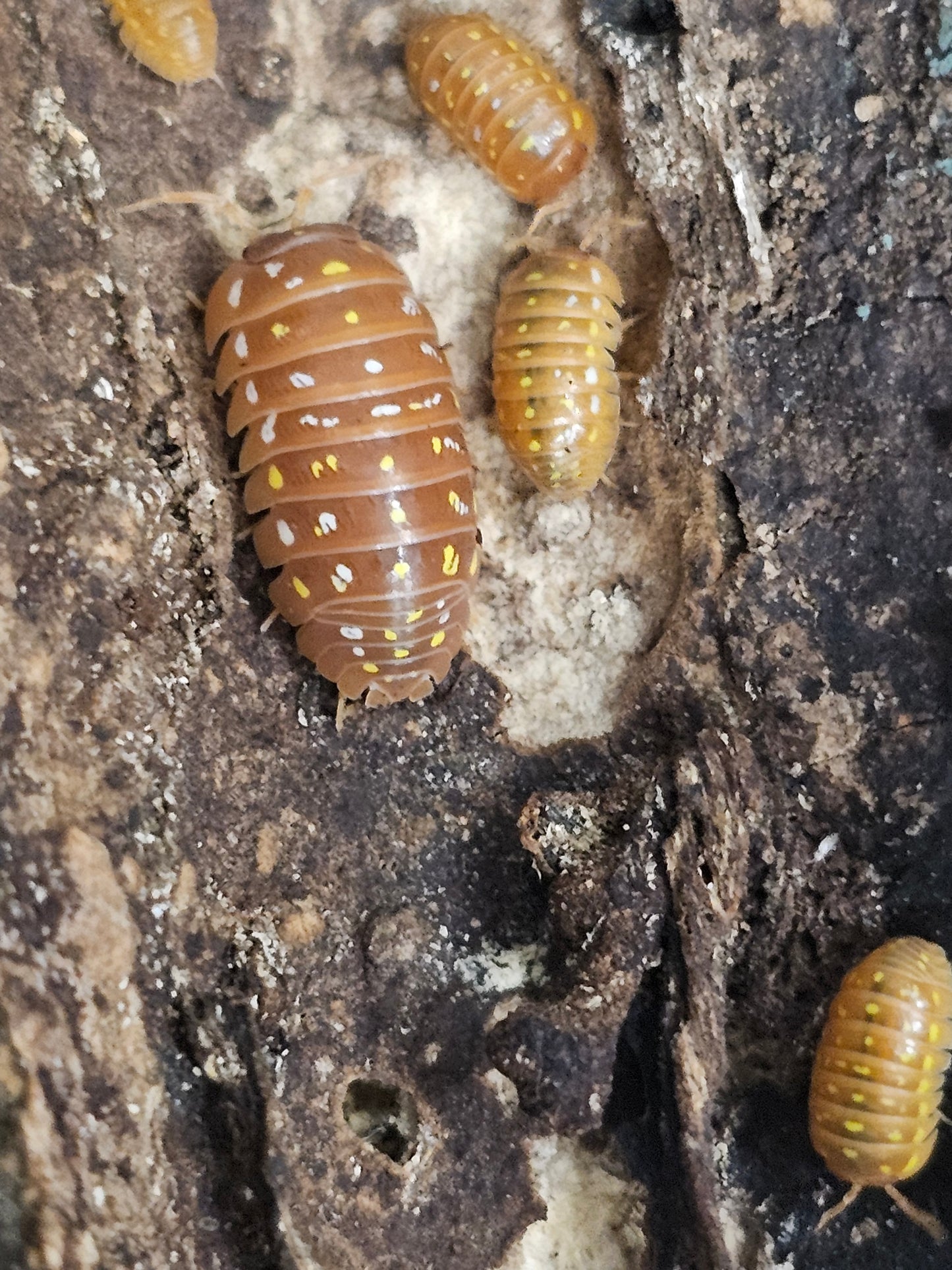 Armadillidium frontetriangulum corfu orange Lots de 5