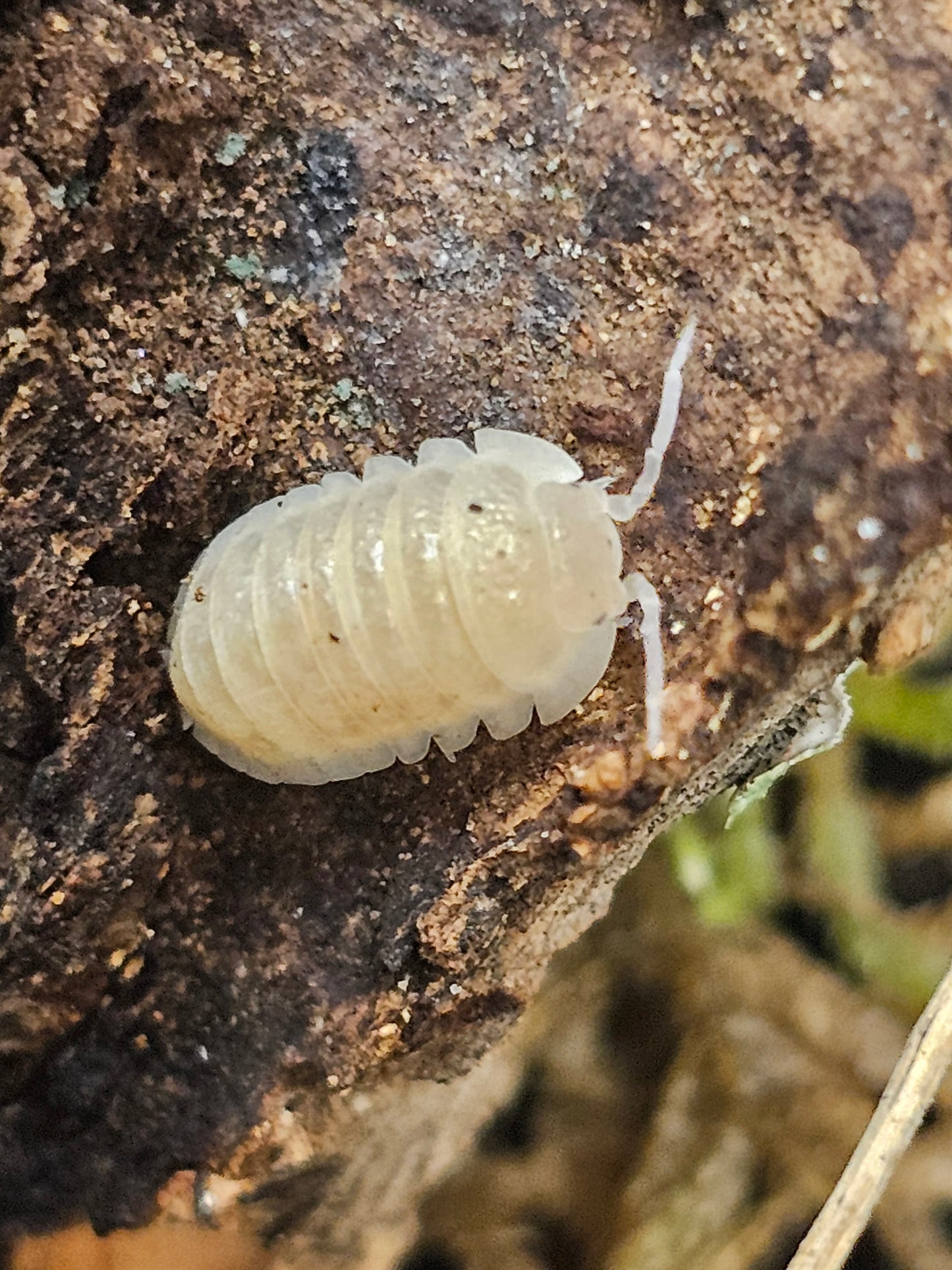 Armadillidium granulatum " White Pearl" Lots de 10