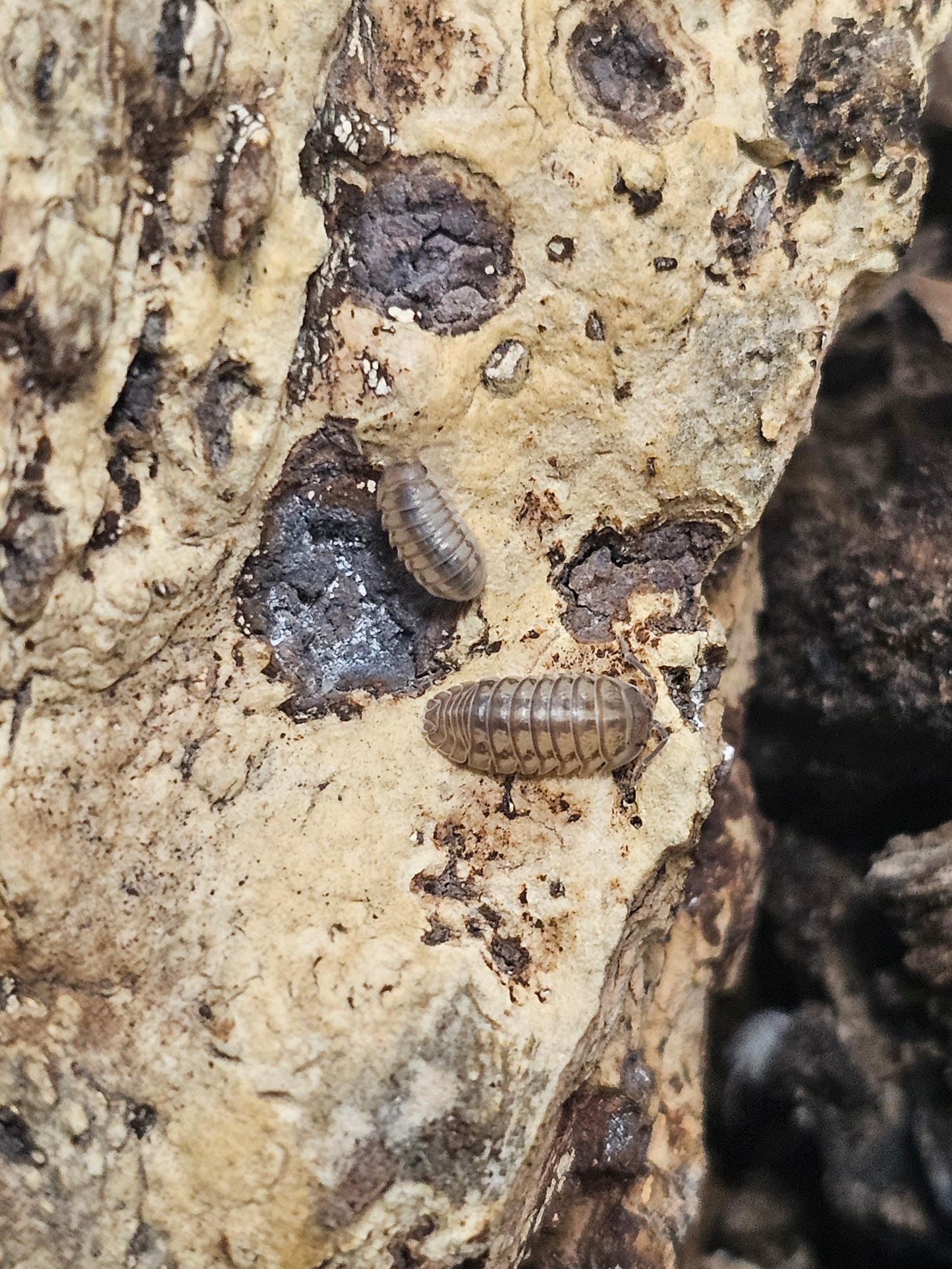 Armadillidium nasatum Lots de 10