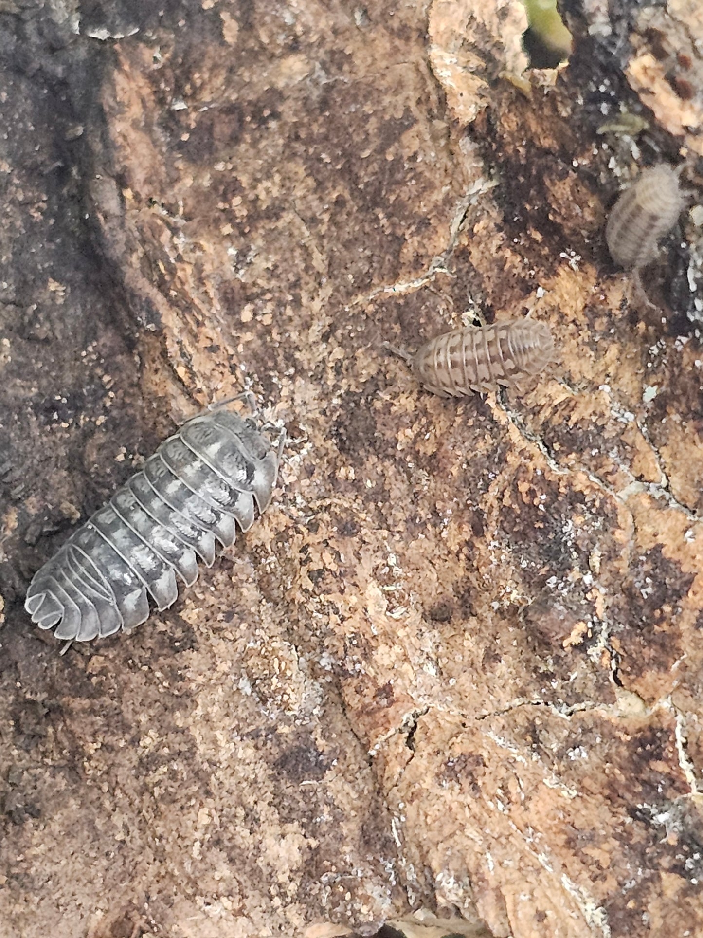 Armadillidium nasatum Lots de 10