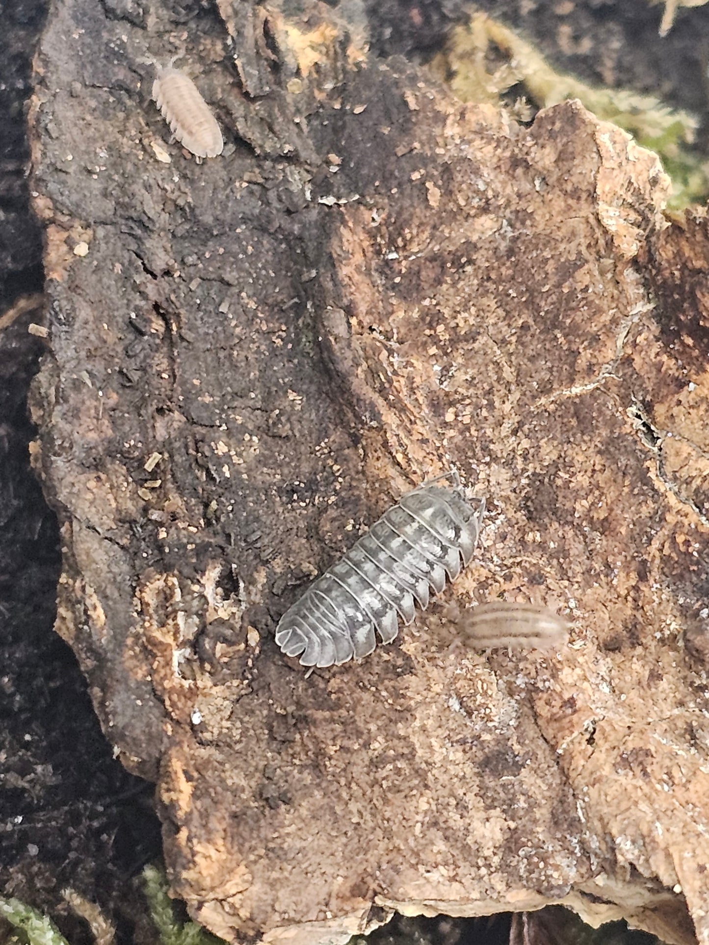 Armadillidium nasatum Lots de 10
